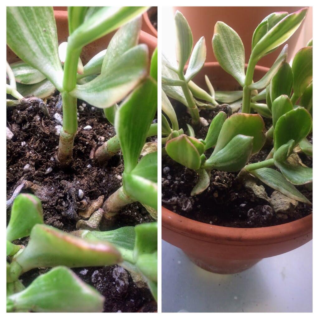 Is my jade underwatered or overwatered? r/houseplants