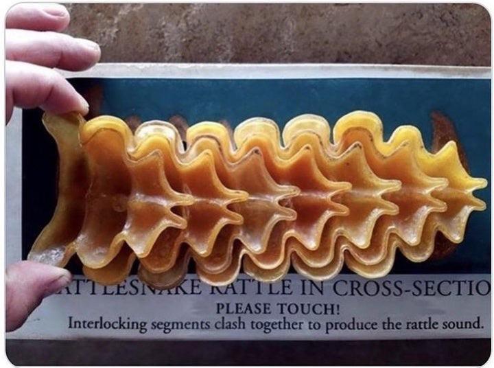 Cross section of a rattlesnake rattle. KGATLW
