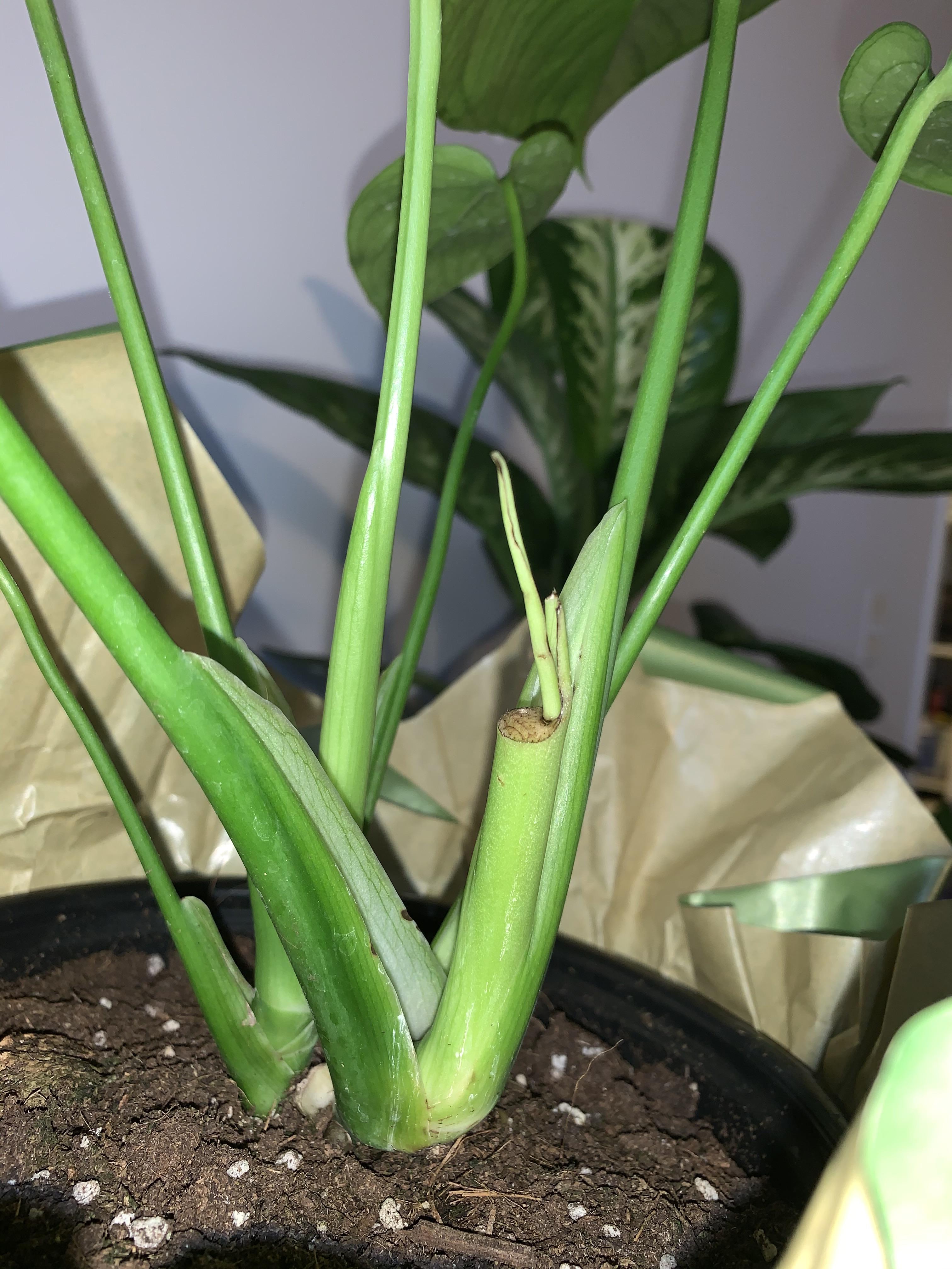 please help my monstera, the main stem broke off ”( should I leave as