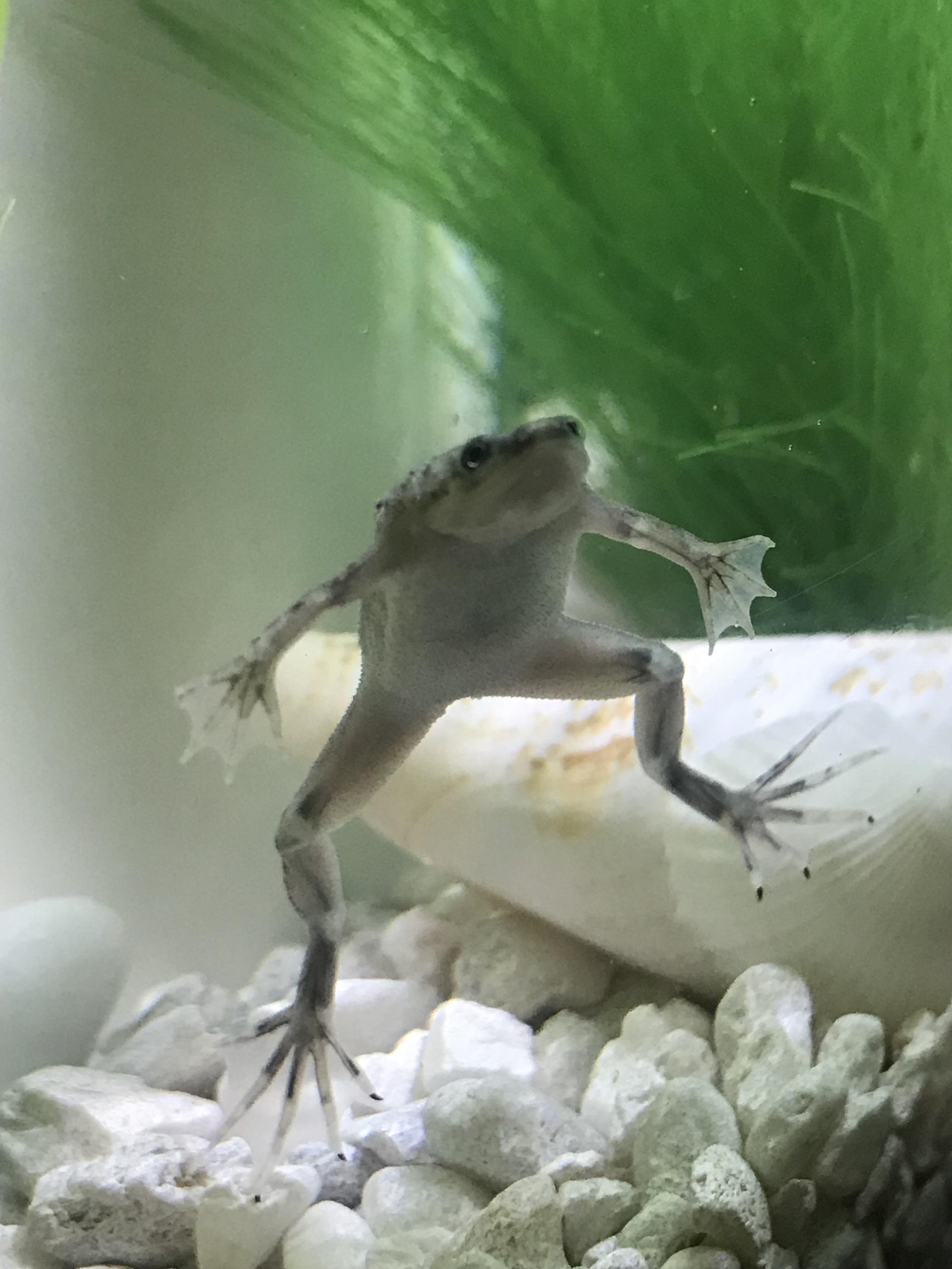 Help! Is this dropsy in African Dwarf Frog? r/fwaquariumadvice
