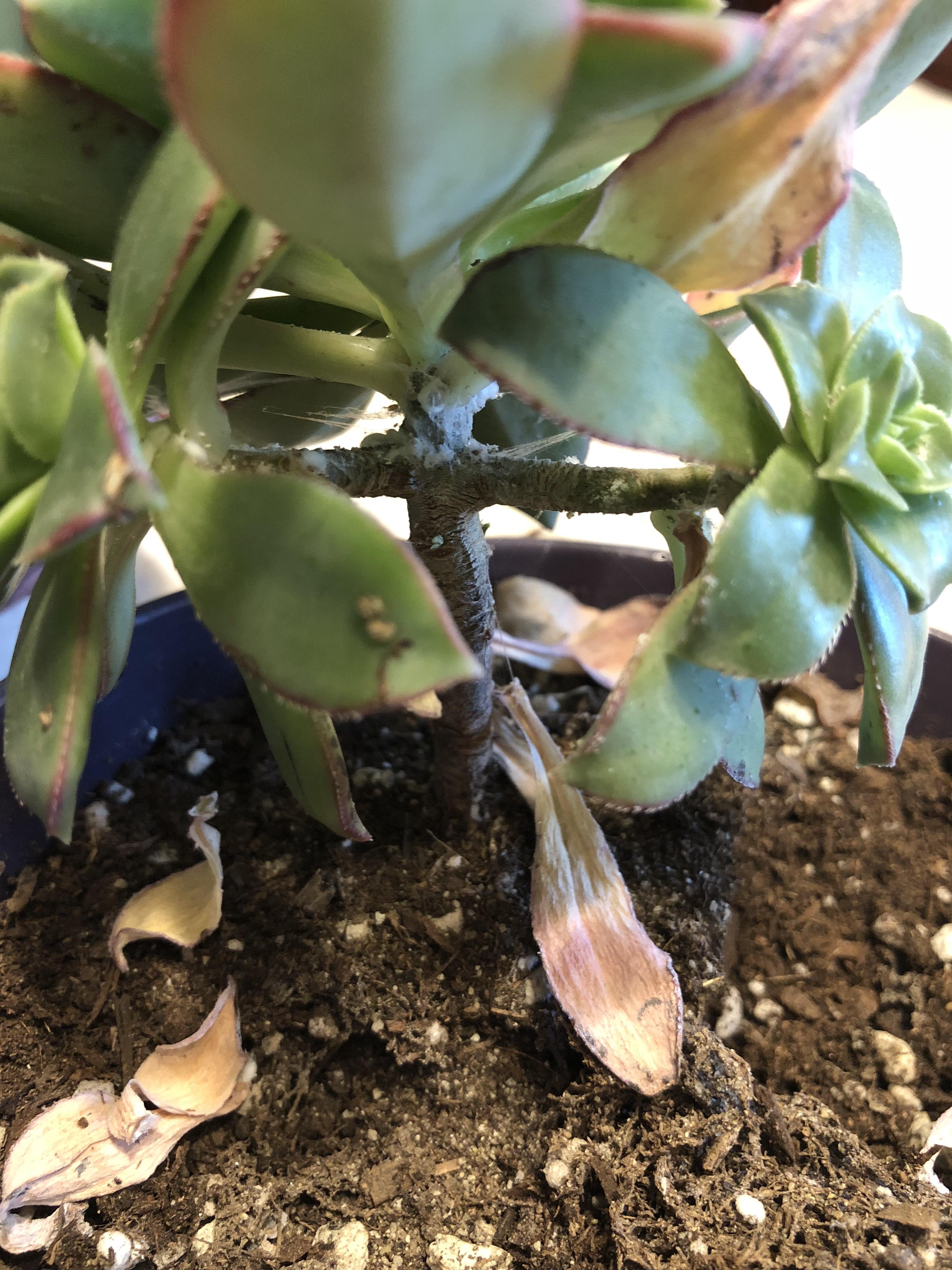 What is the white stuff growing on my aeonium? It’s sticky. r/succulents