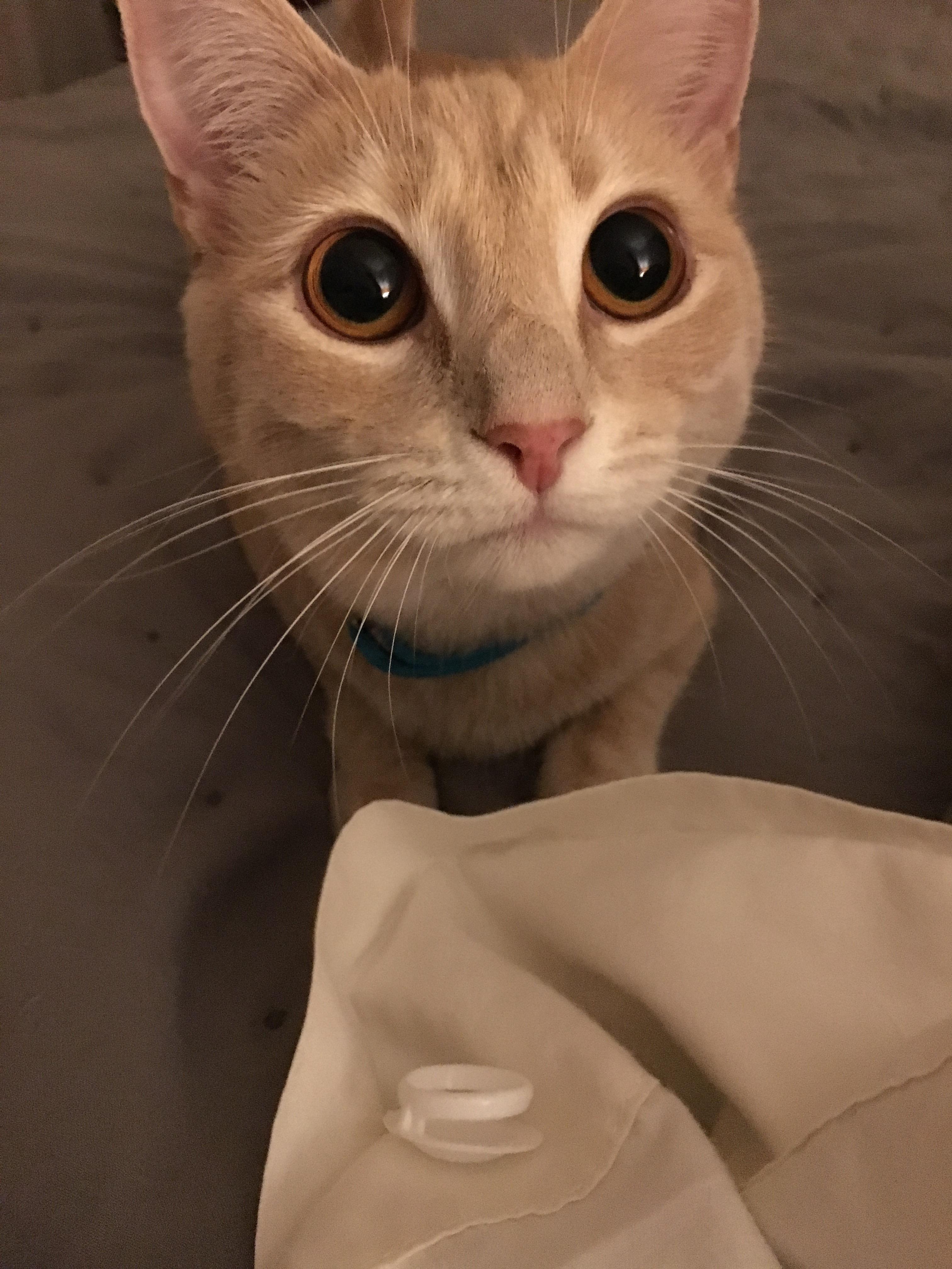 Every night Lily meows until I throw her cap. My fetching