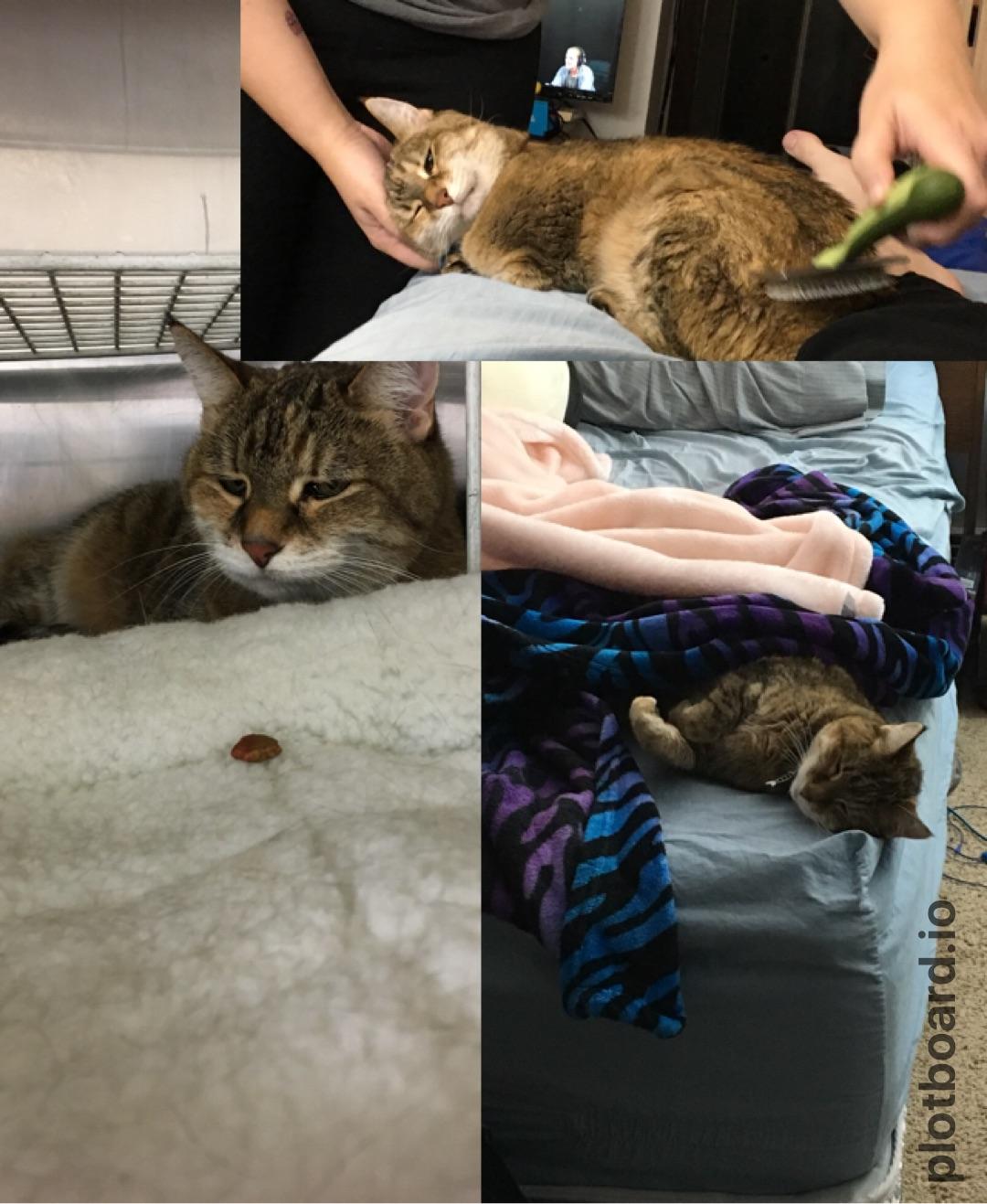 Our new senior cat, Lucy. She does a lot of sleeping, but I think she's