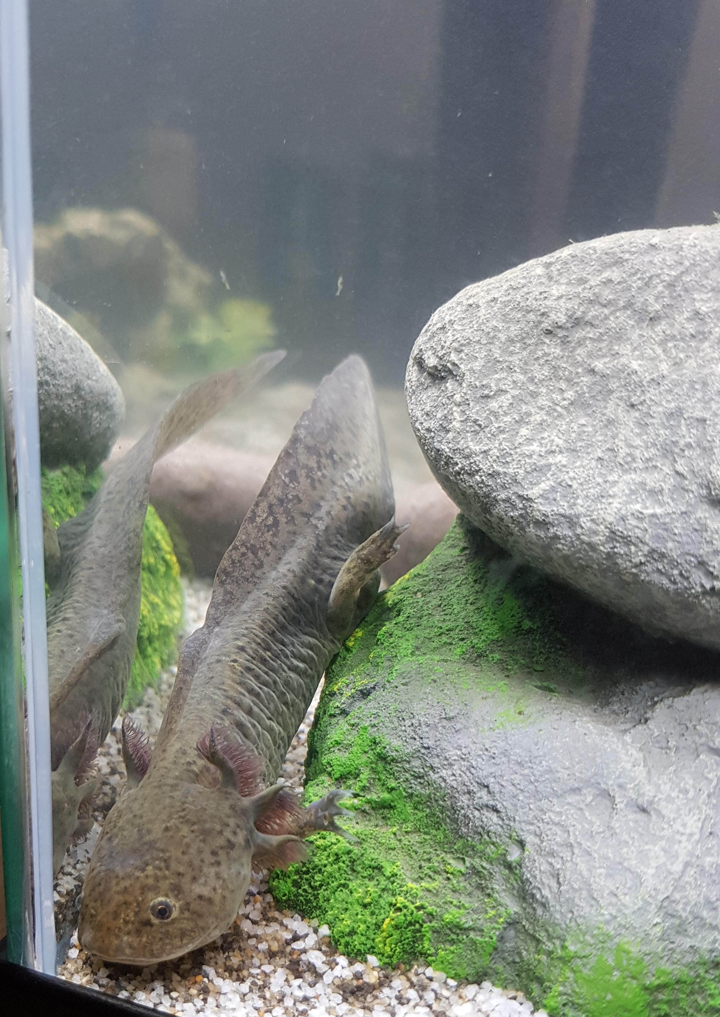 Got her some pvc pipe to hide in today but she still decides to sit in