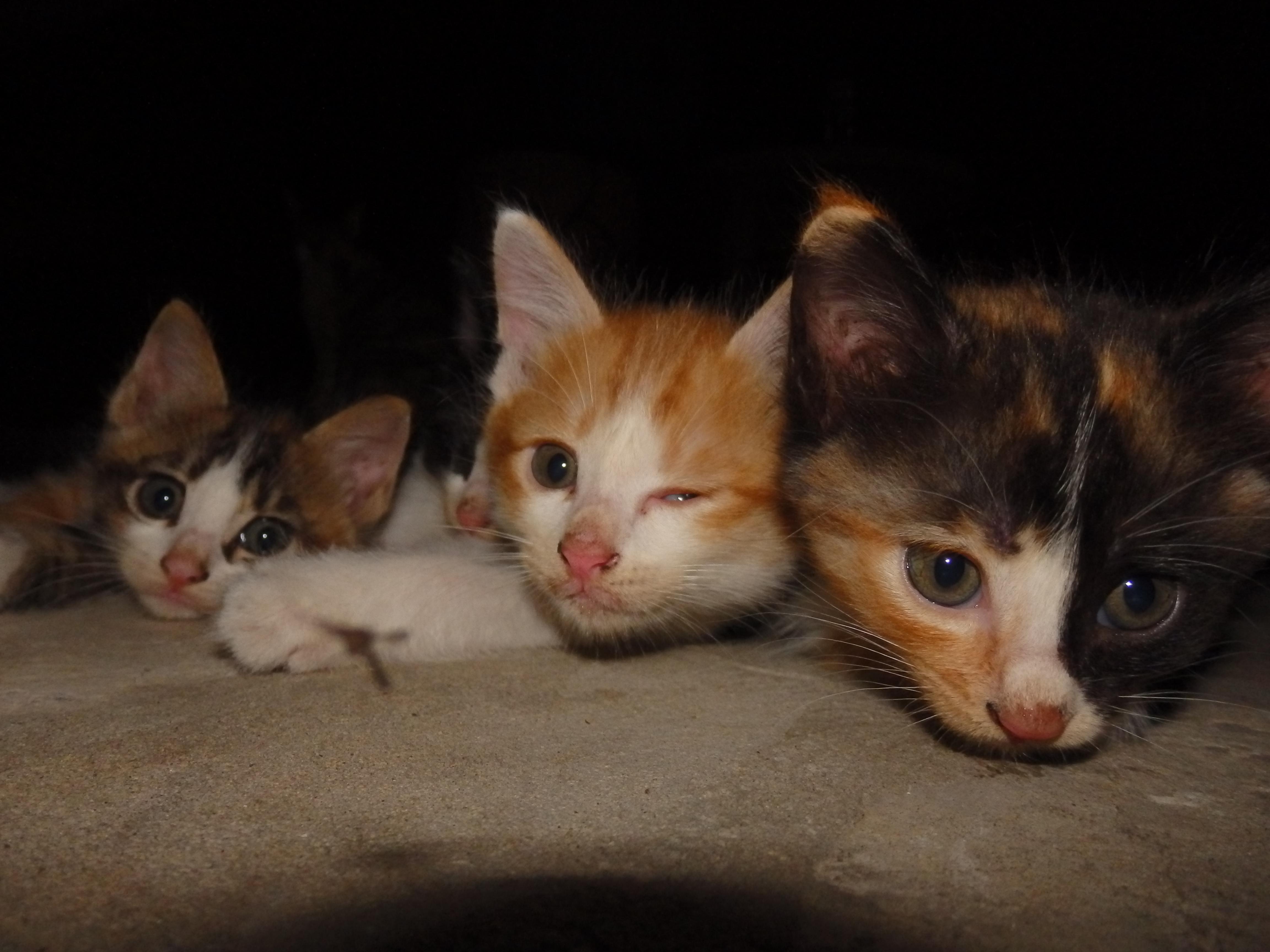 lovely kittens up for adoption! r/Brunei