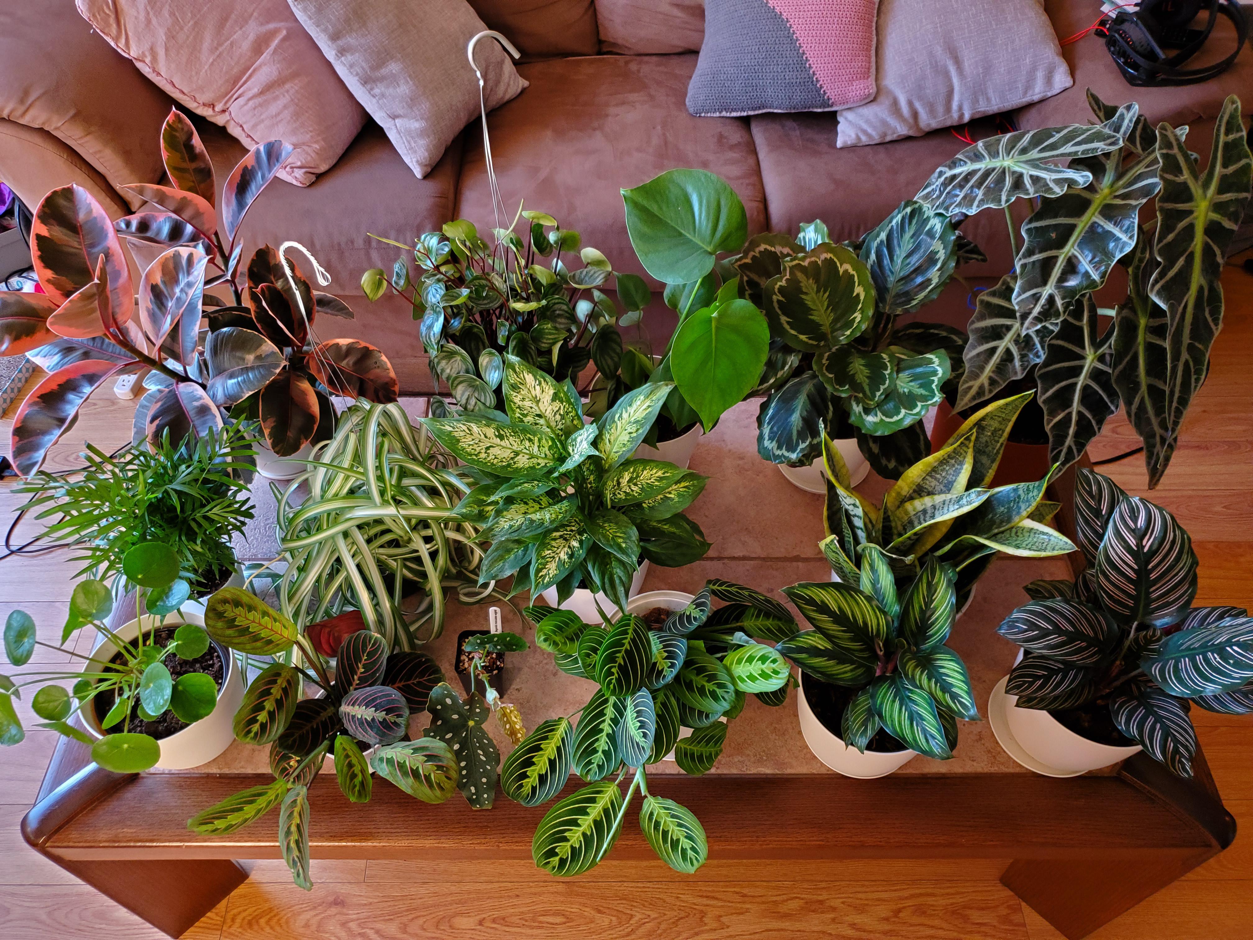 Updated family photo because I cant stop buying more plants r/houseplants