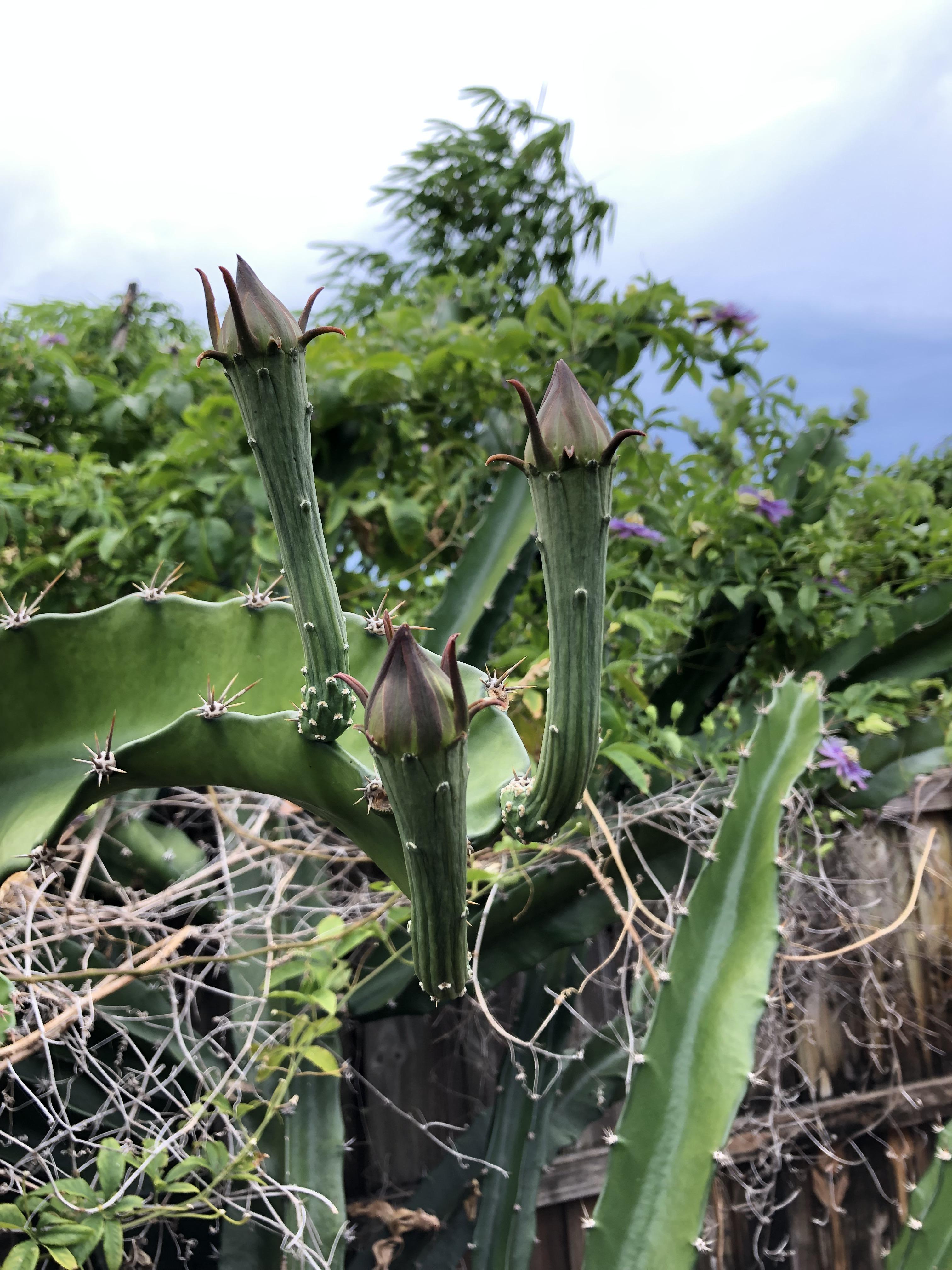 Acanthocereus tetragonus preparing to bloom cactus