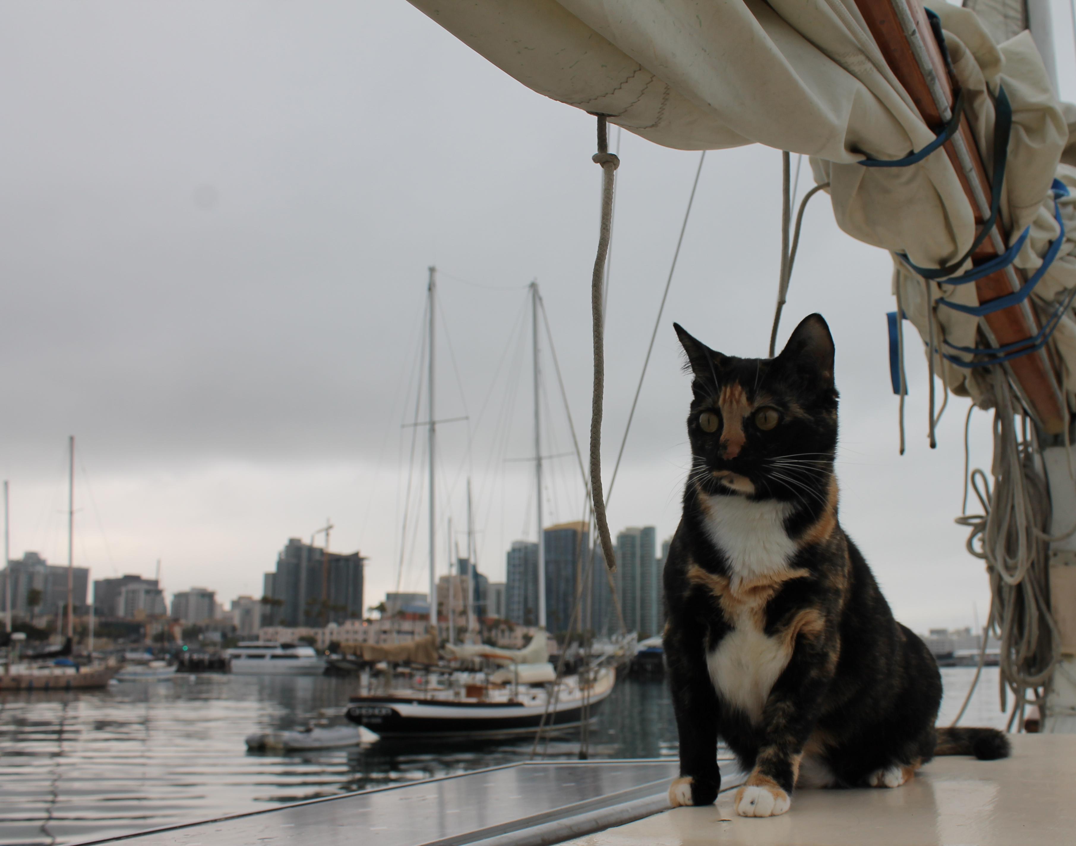My awesome boat cat r/aww