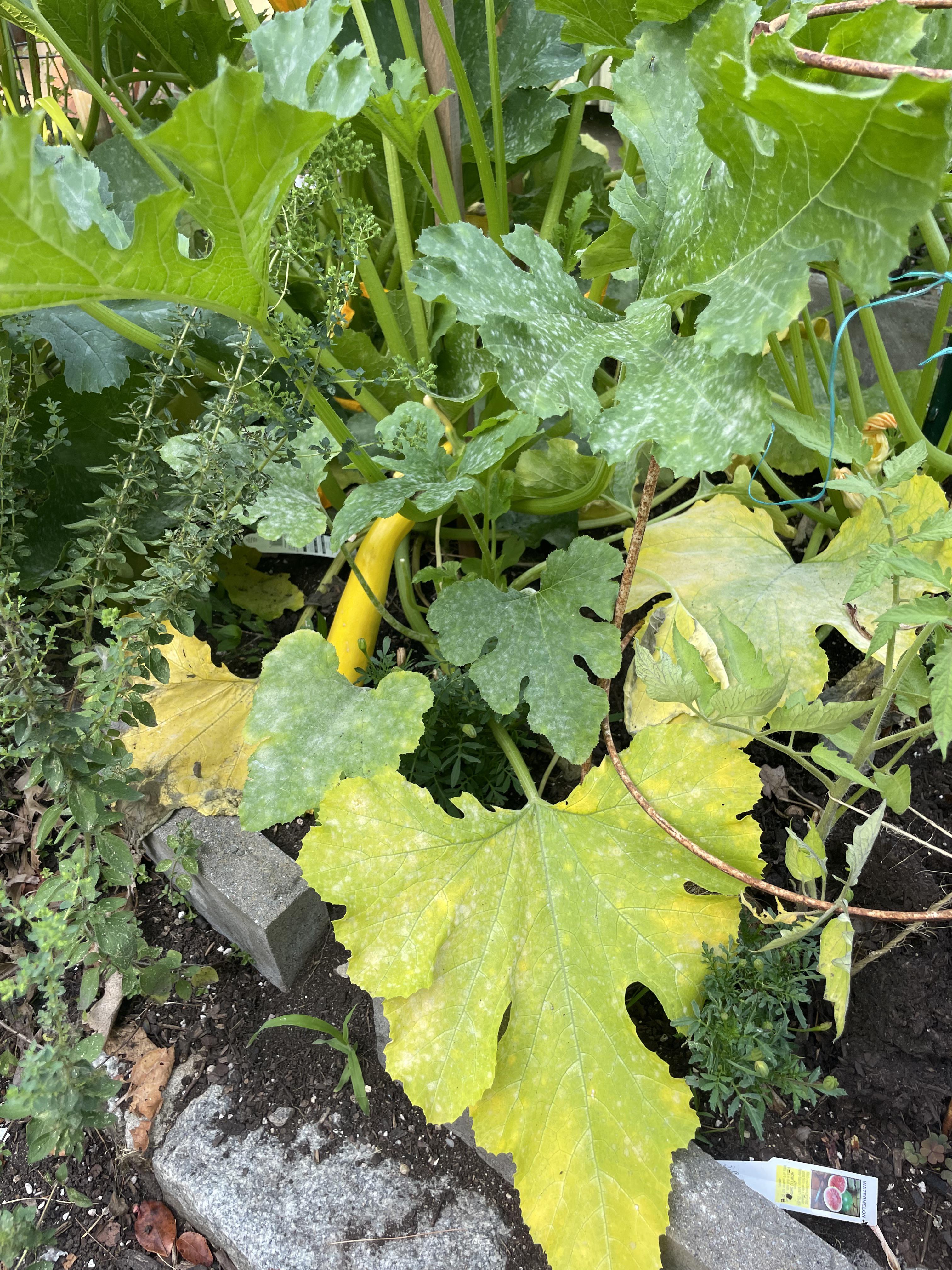Opinion on cutting the yellow leaves gardening