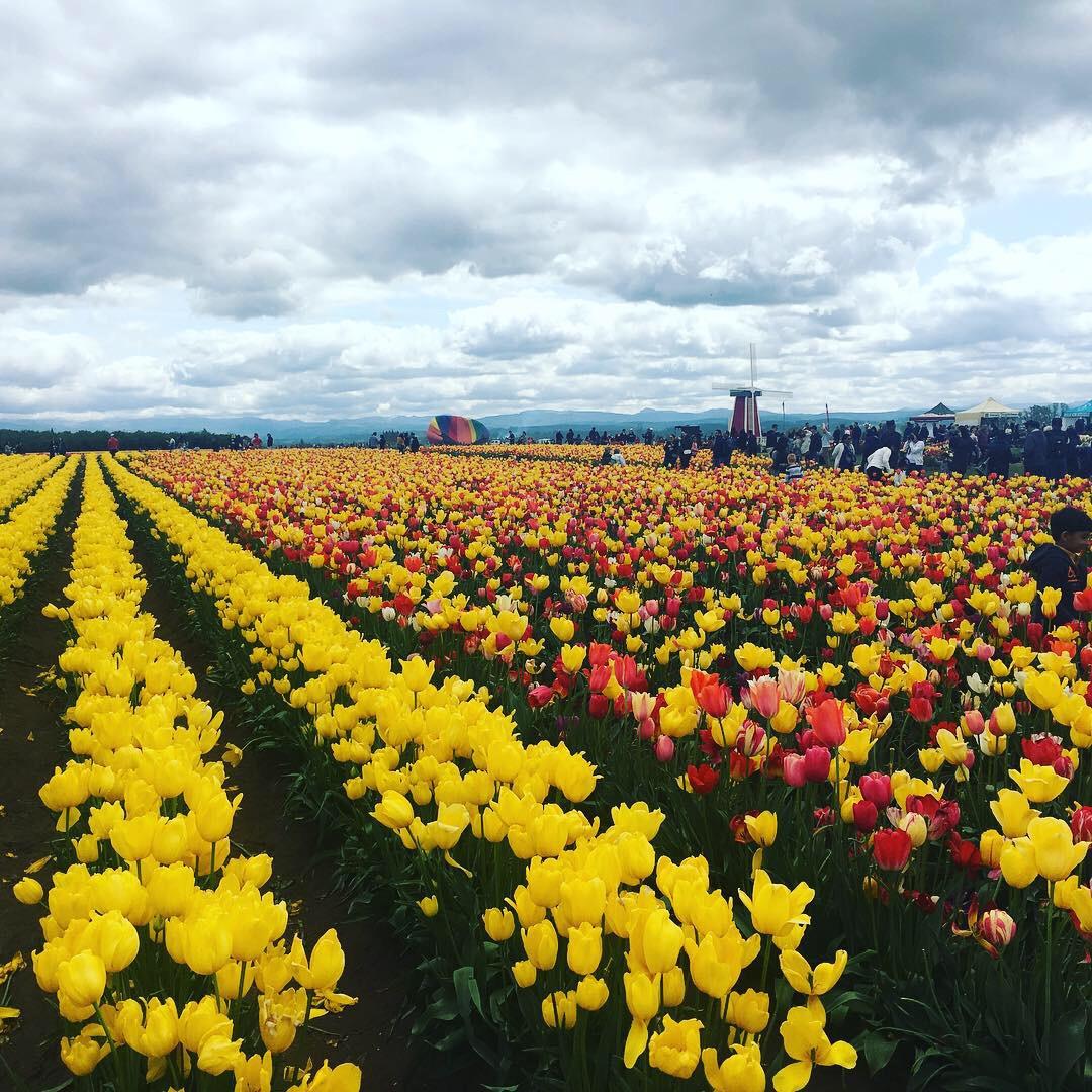 Visited the Wooden Shoe Tulip Farm in Woodburn, Oregon. 800 acres of