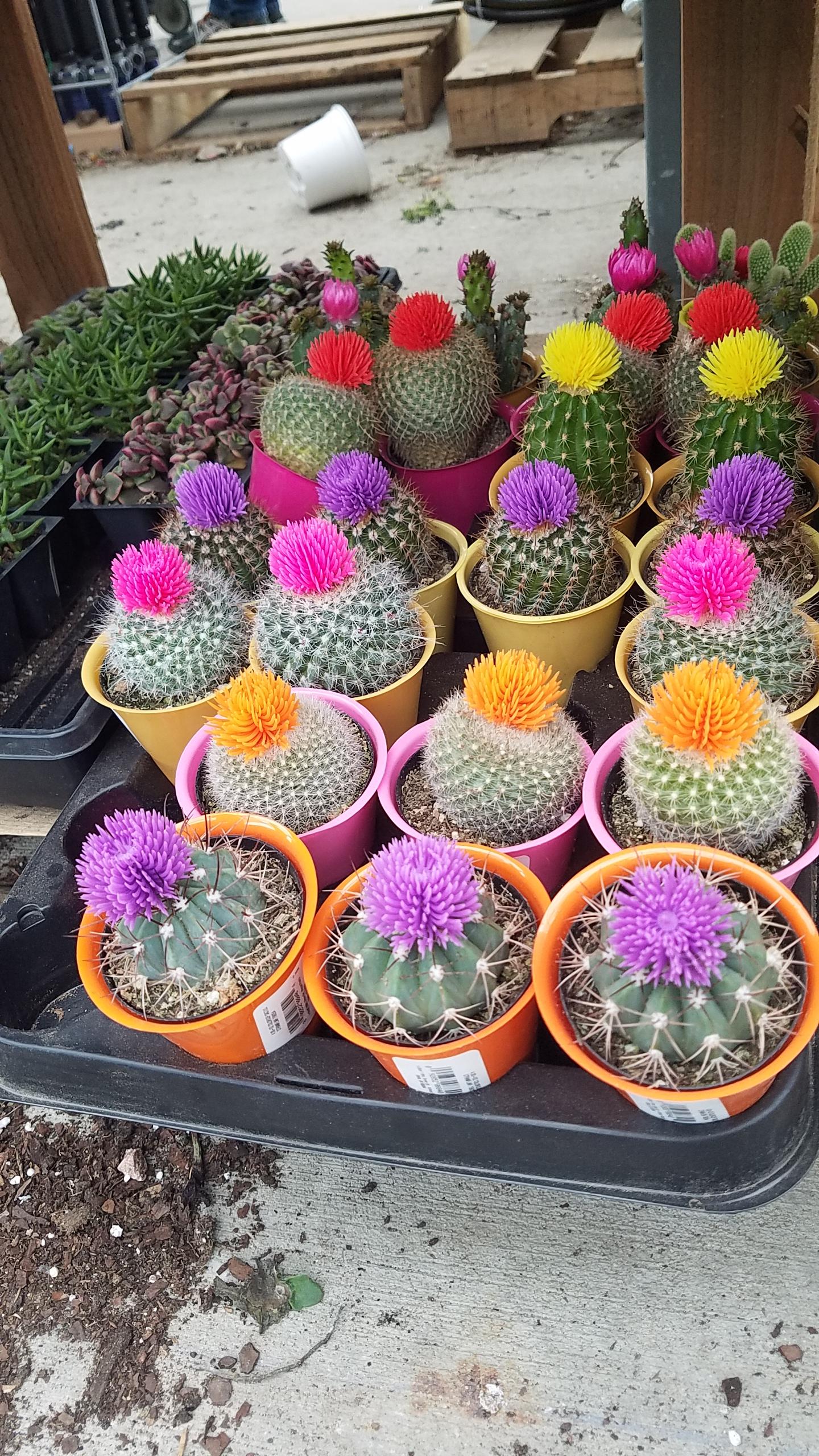 Lowe's hot gluing fake flowers to all their cacti. r/mildlyinfuriating