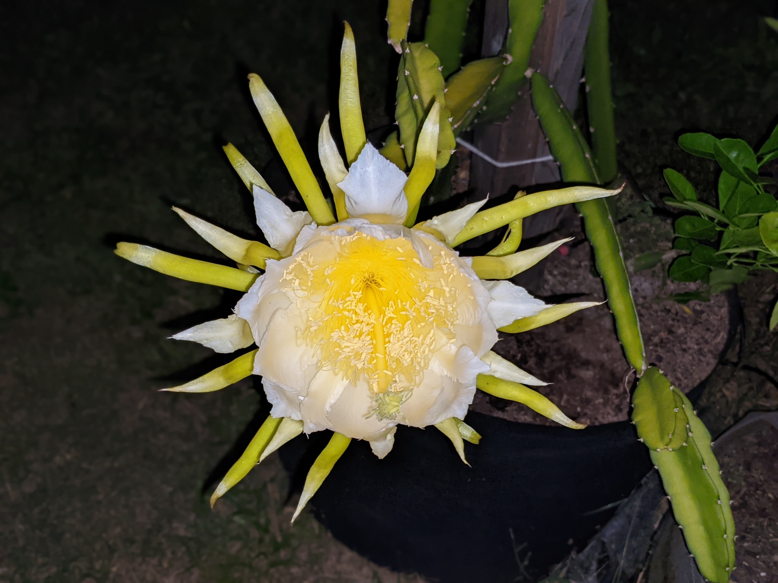 My first dragon fruit bloom r/nolagardening