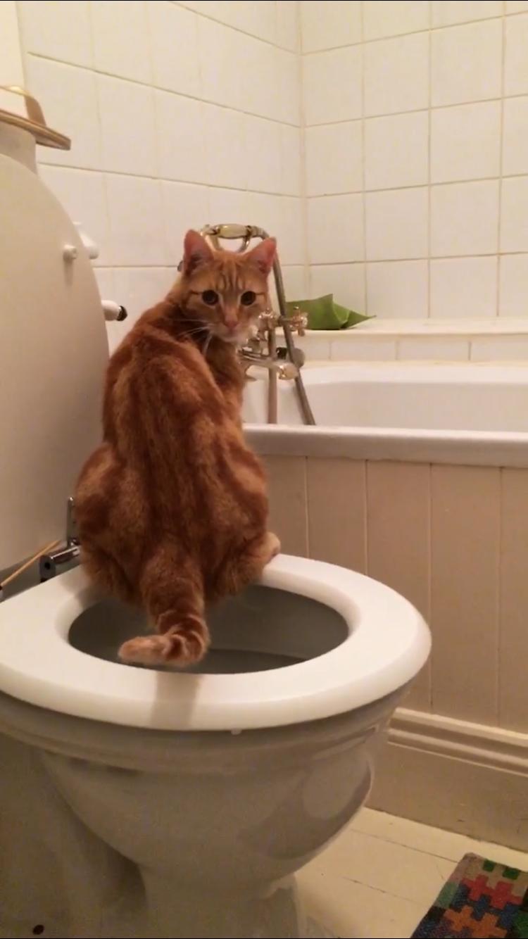 32 HQ Images Cat Using Toilet Movie SBS On Demand Rainbow Pride