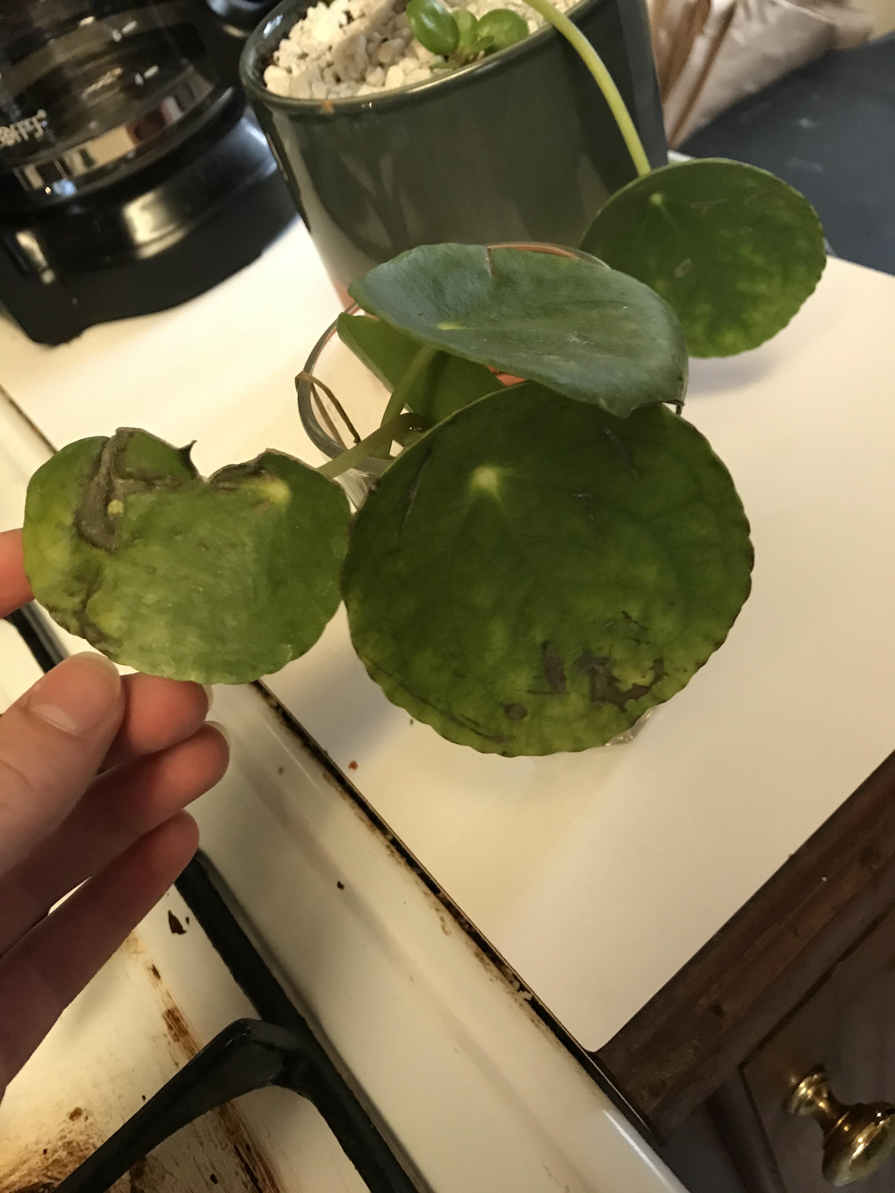 Chinese money plant dropping leaves rapidly; only watered once in past
