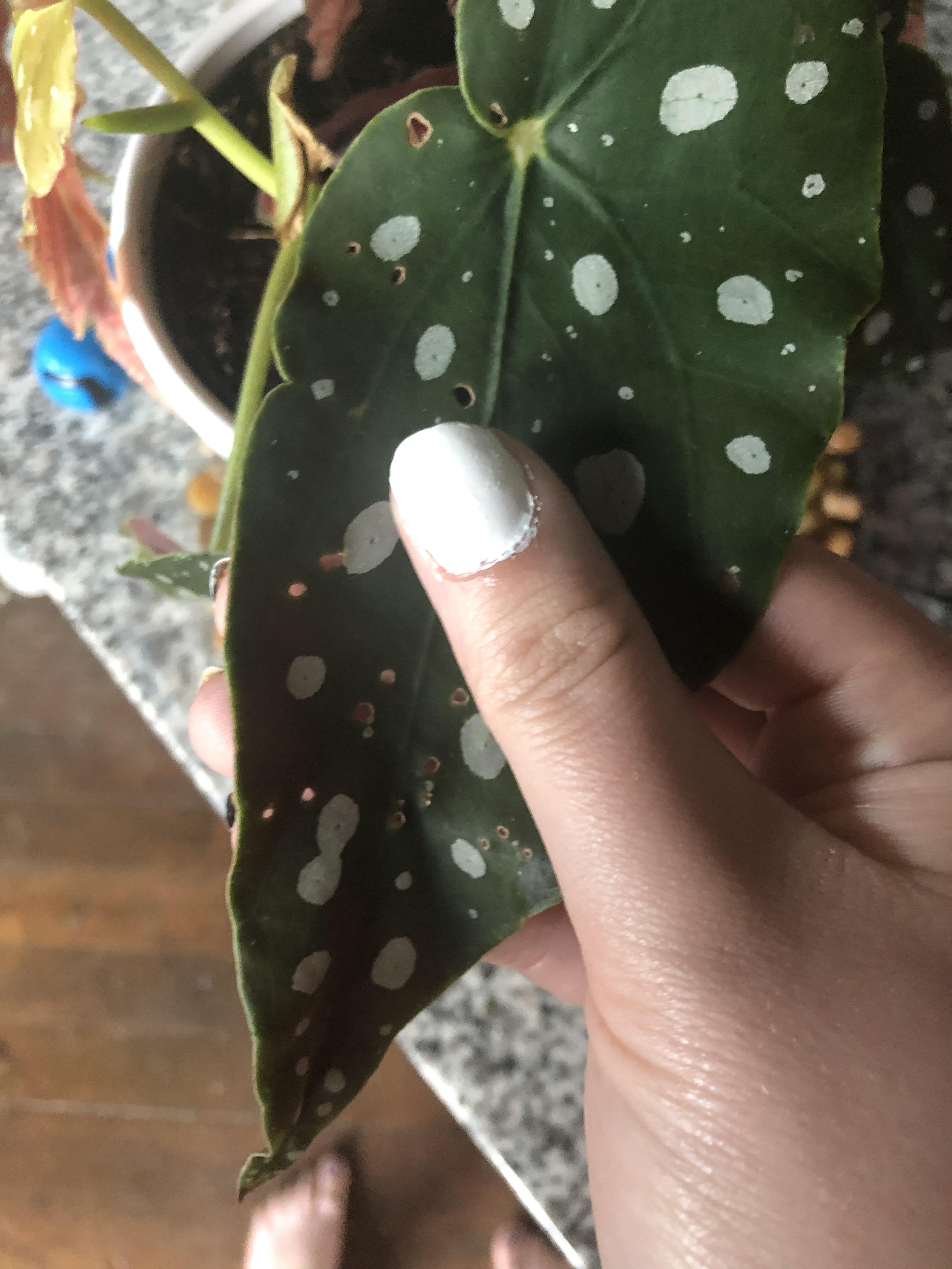 My begonia has these tiny holes in this leaf and another right next to