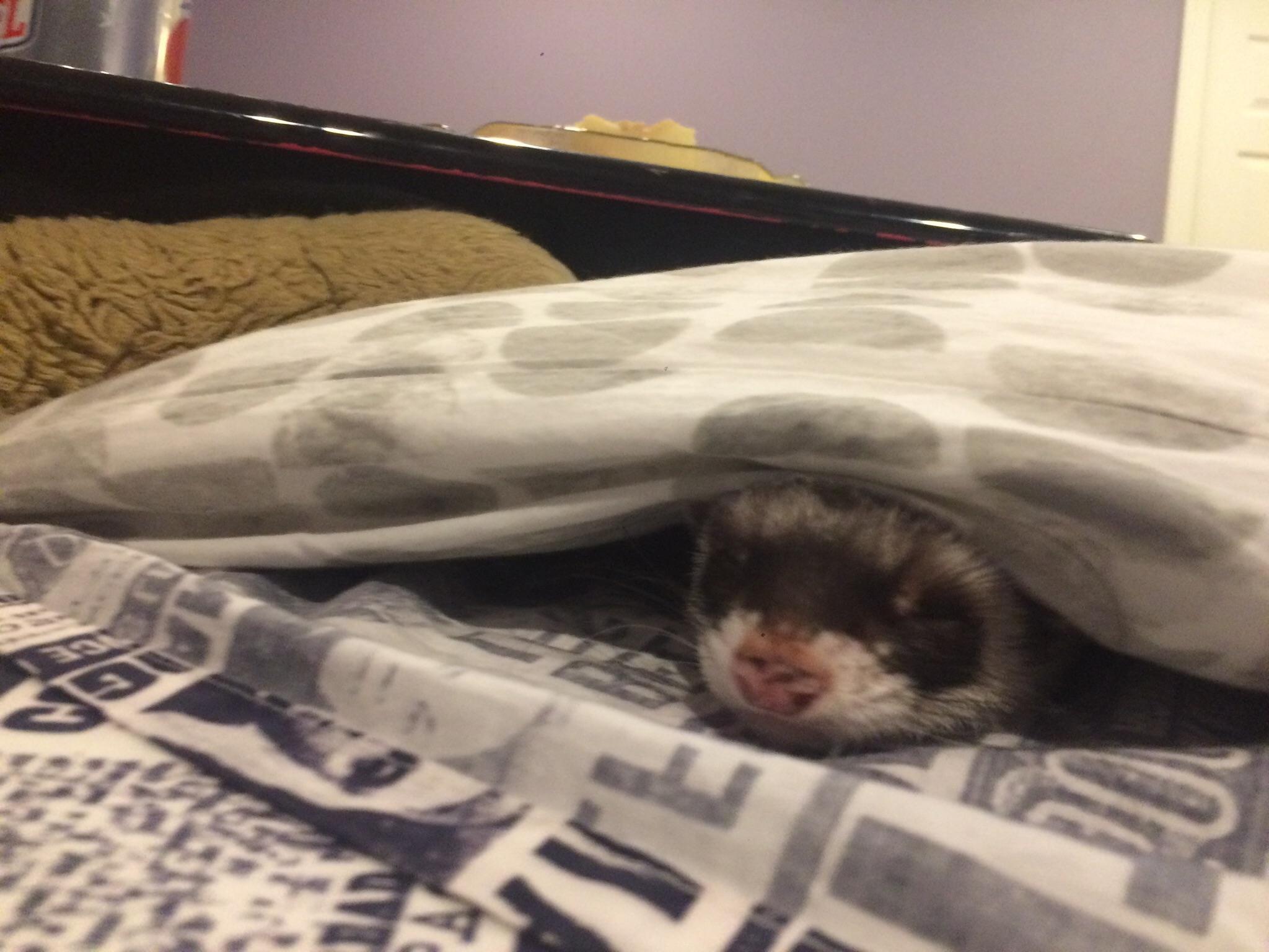 I was just making sure there were no monsters under the blankets r