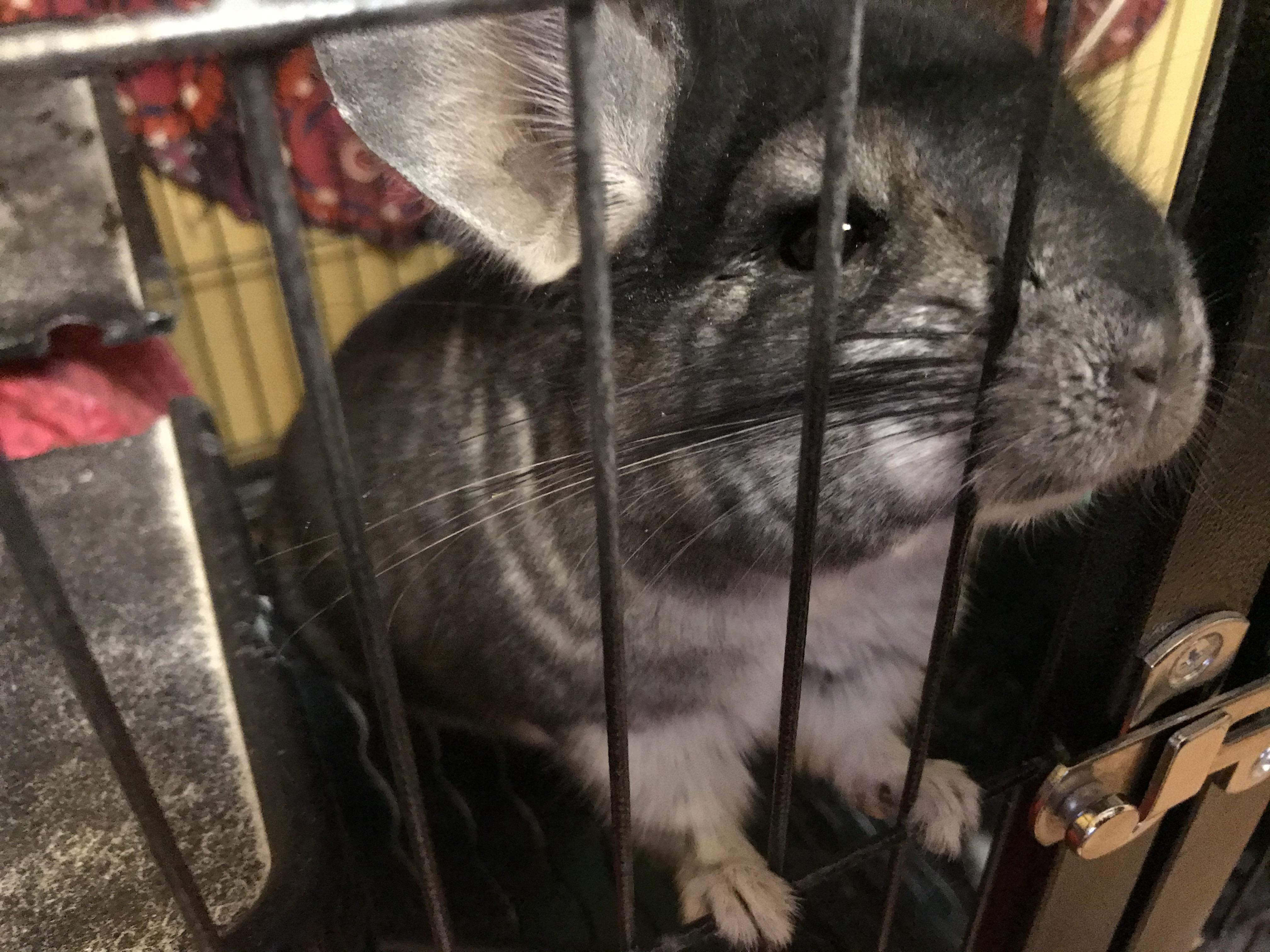 Two chinchillas need new home r/chinchilla