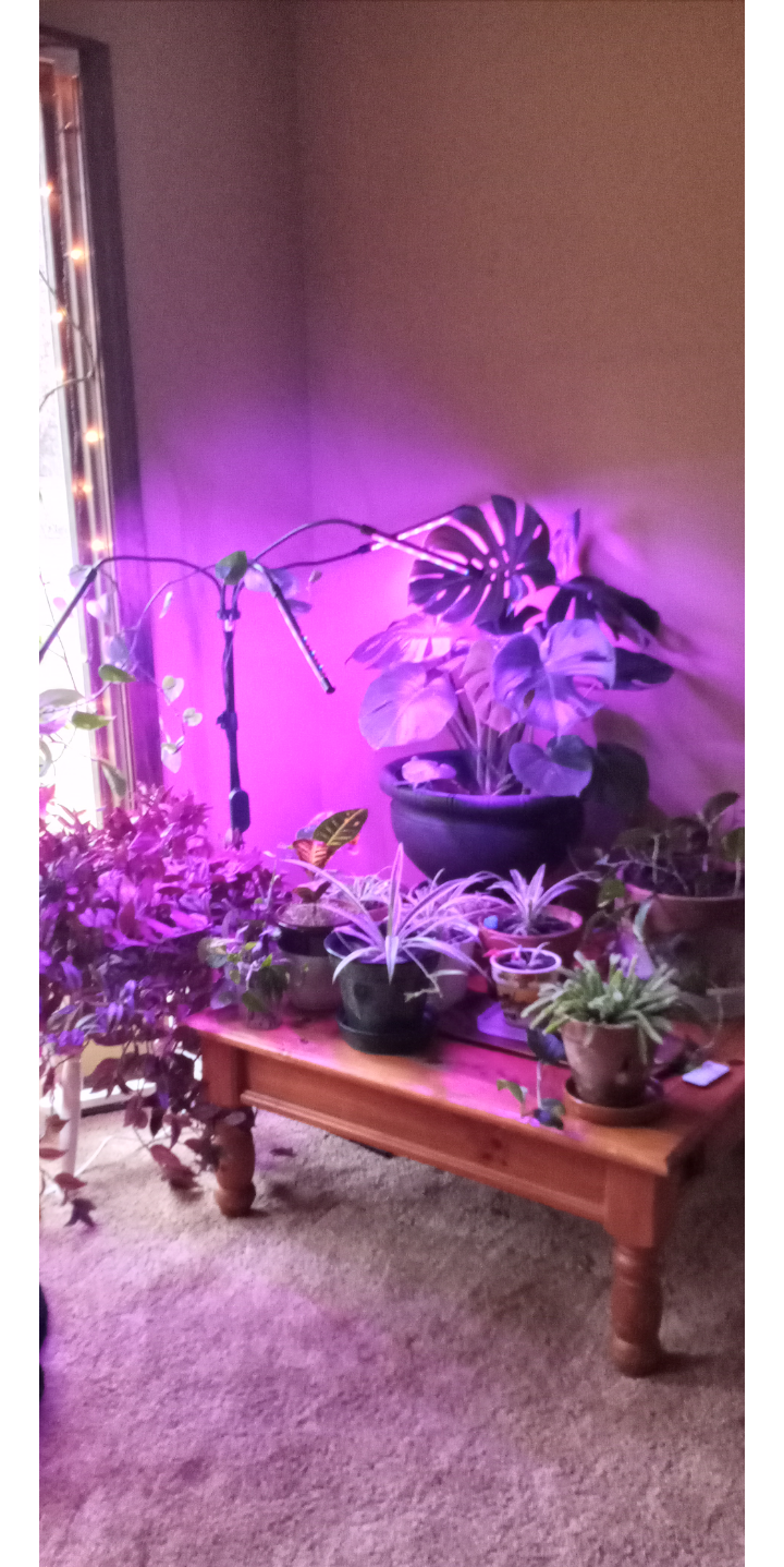 yall think this is enough light for like 20 days? just until Xmas is