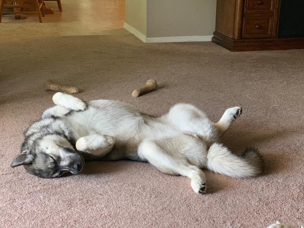 A few minutes running in this heat and... r/husky