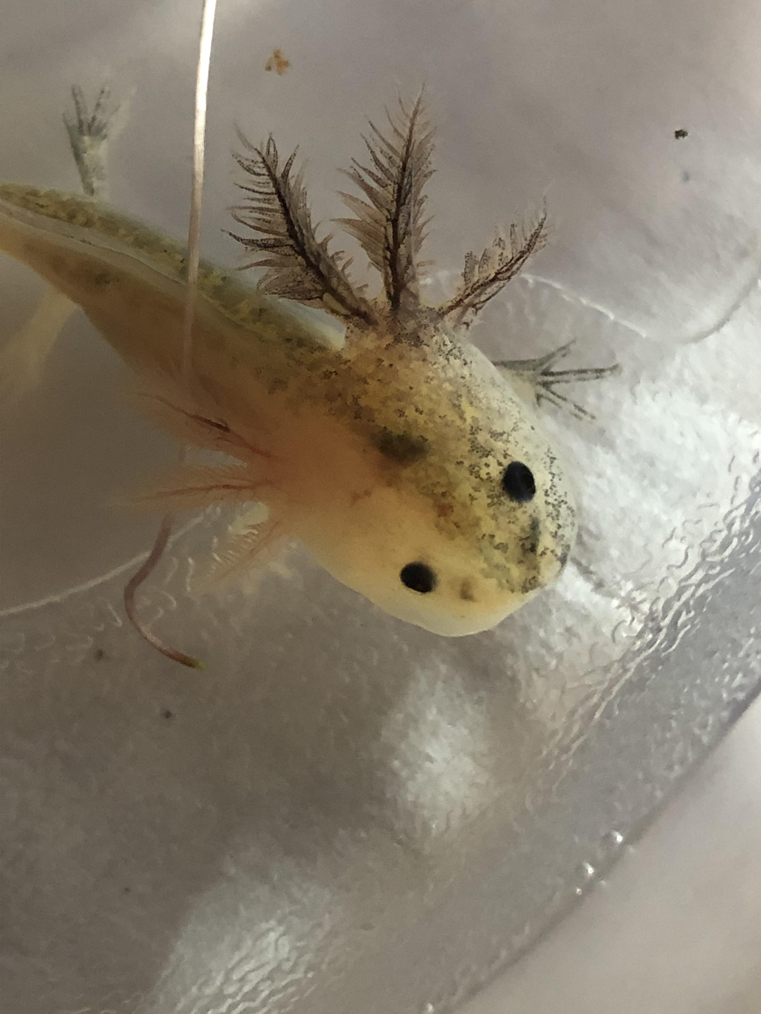 Axolotls when first hatched have no legs, over time they grow them in