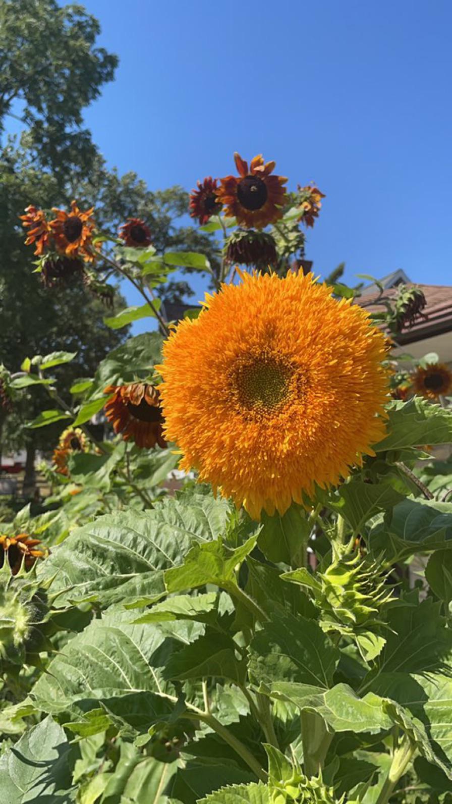 I’d never heard of teddy bear sunflowers before but these are so cool