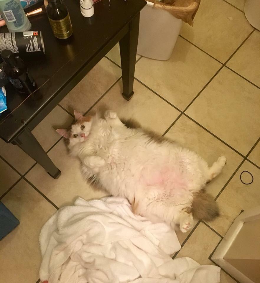Pink belly and derp stare is giving me the warm and fuzzies r/cats
