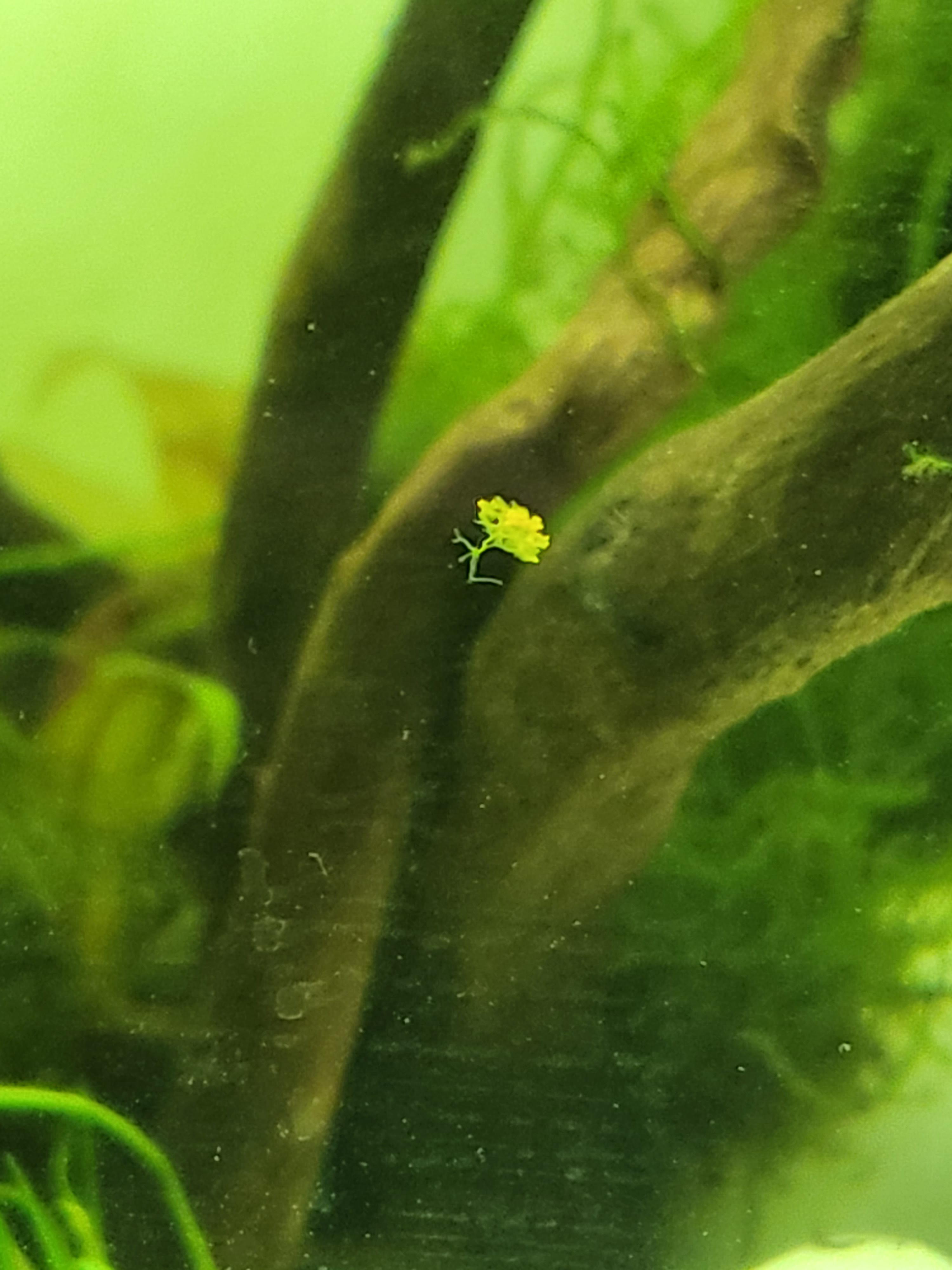 Anyone know what this yellow is that's stuck to the glass? Less than