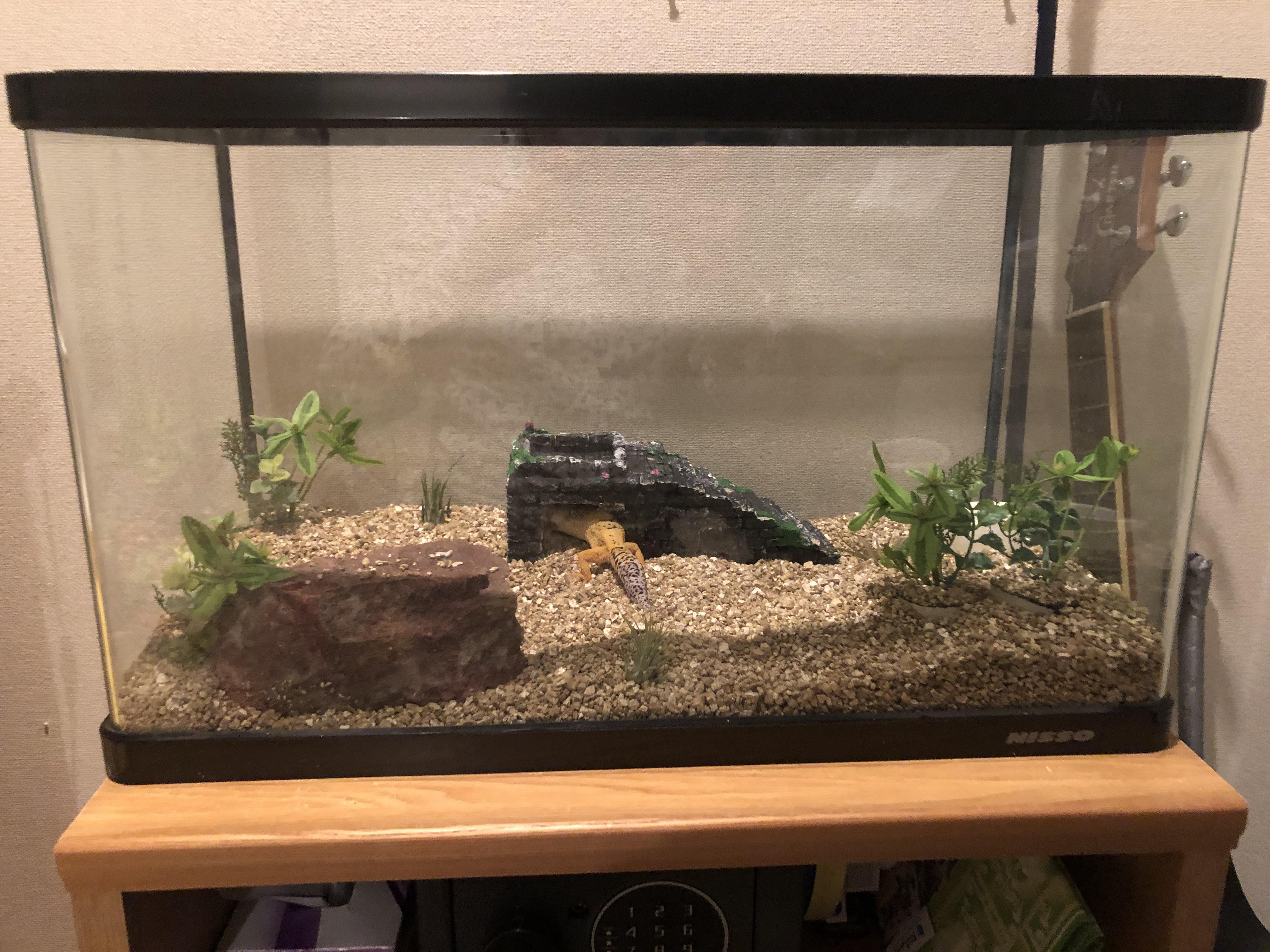 Leopard Gecko Setup 10 Gallon