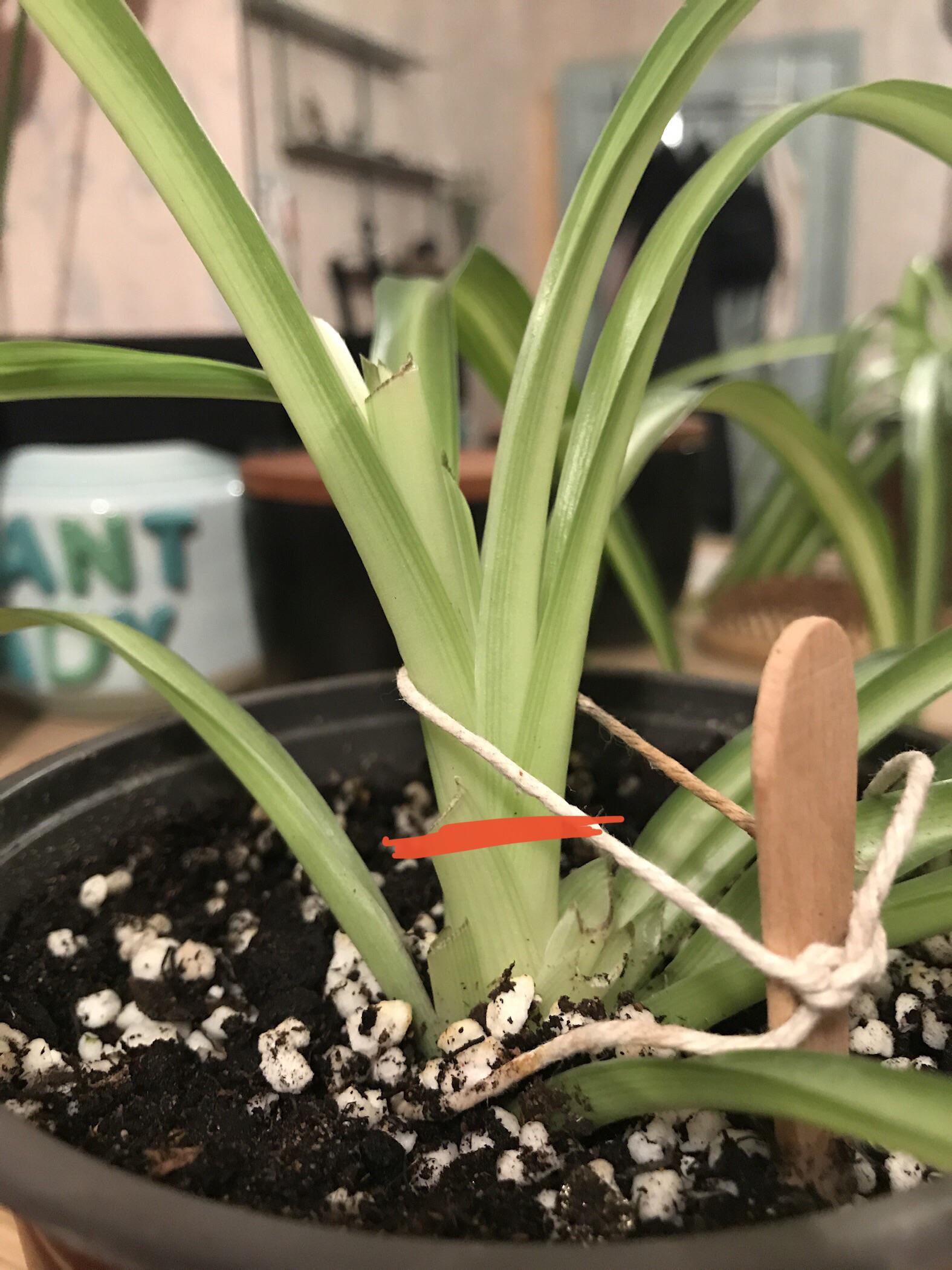 Spider plant has grown etiolated and falls over due to being top heavy