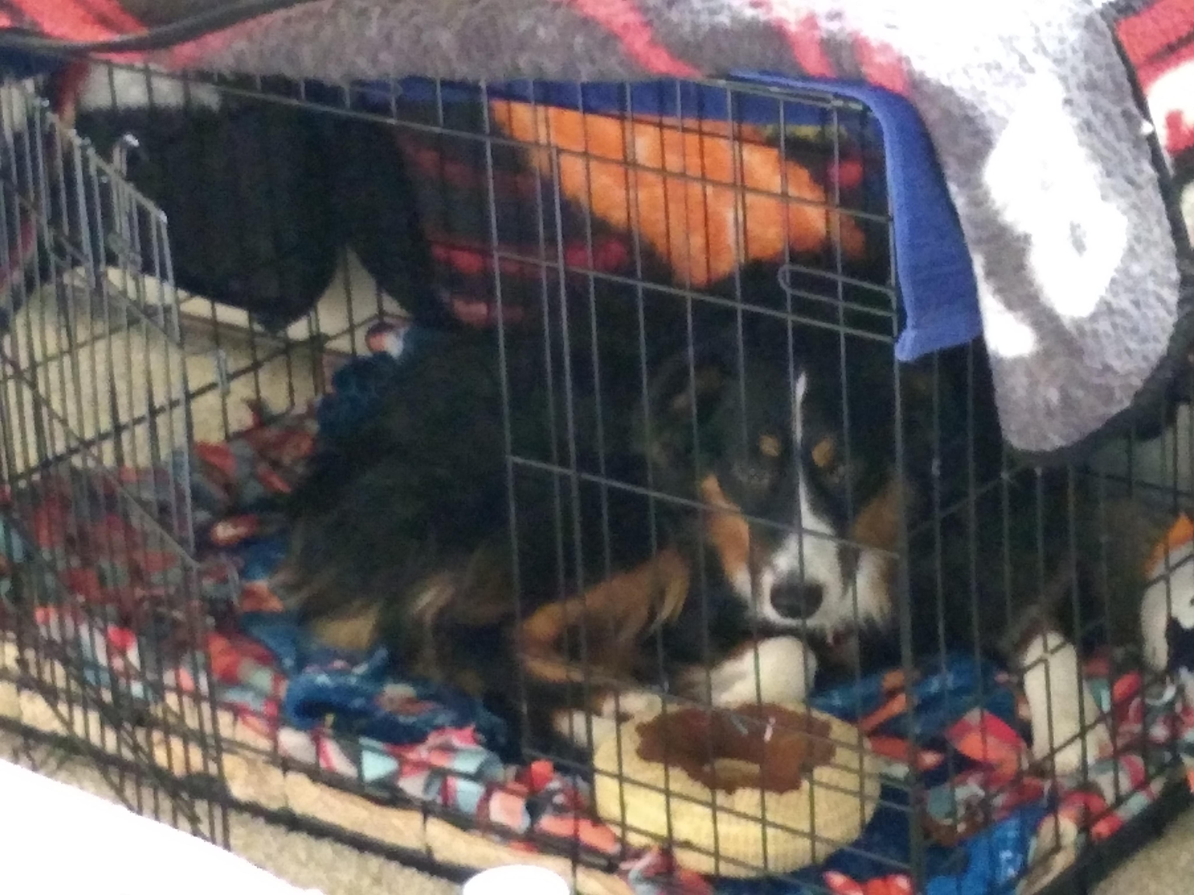 Crate Games For Dogs Reddit Amazon Com Diggs Revol Dog Crate