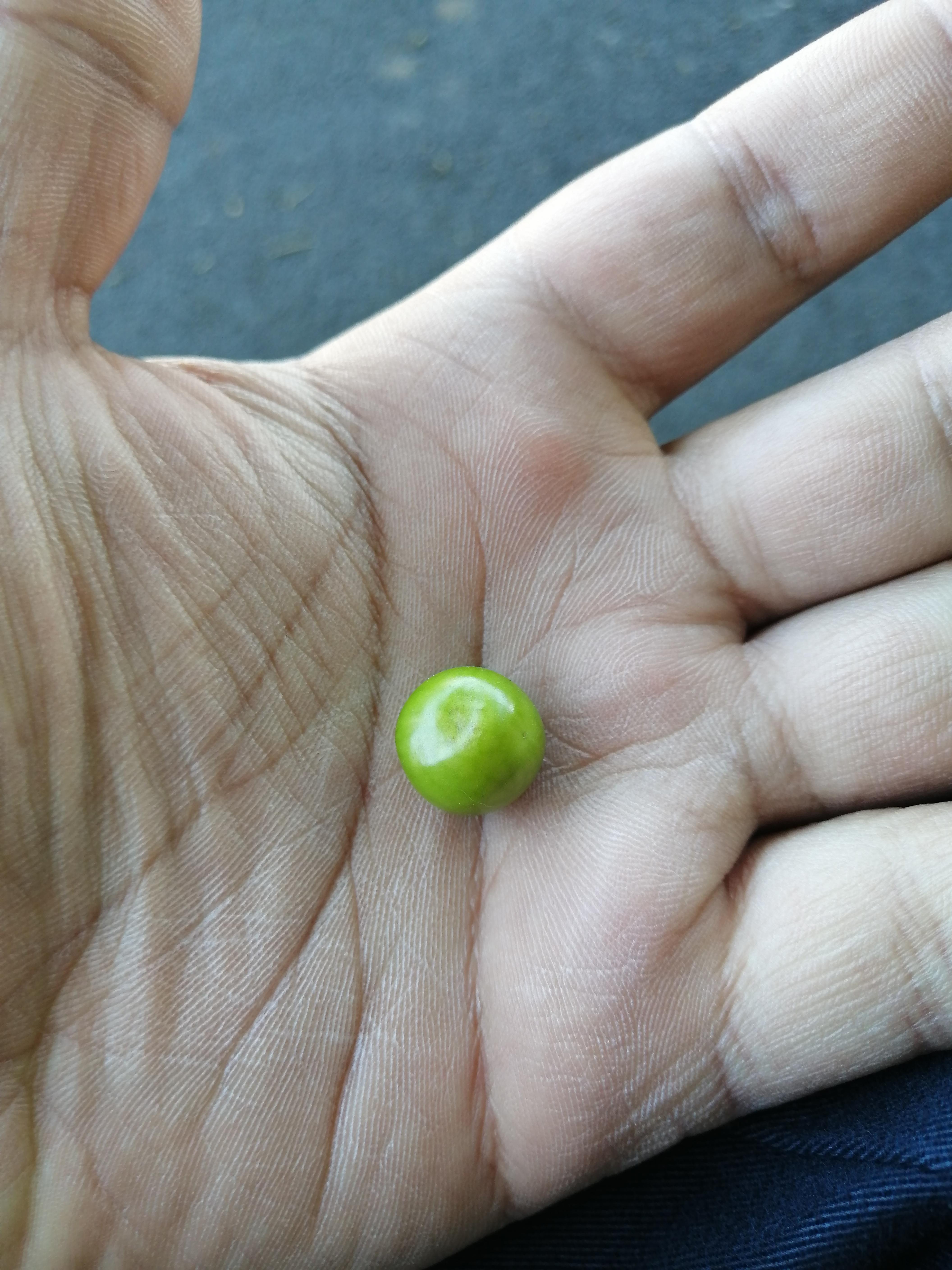 Is it too early to plant this Peruvian Ground Cherry? I found it on the