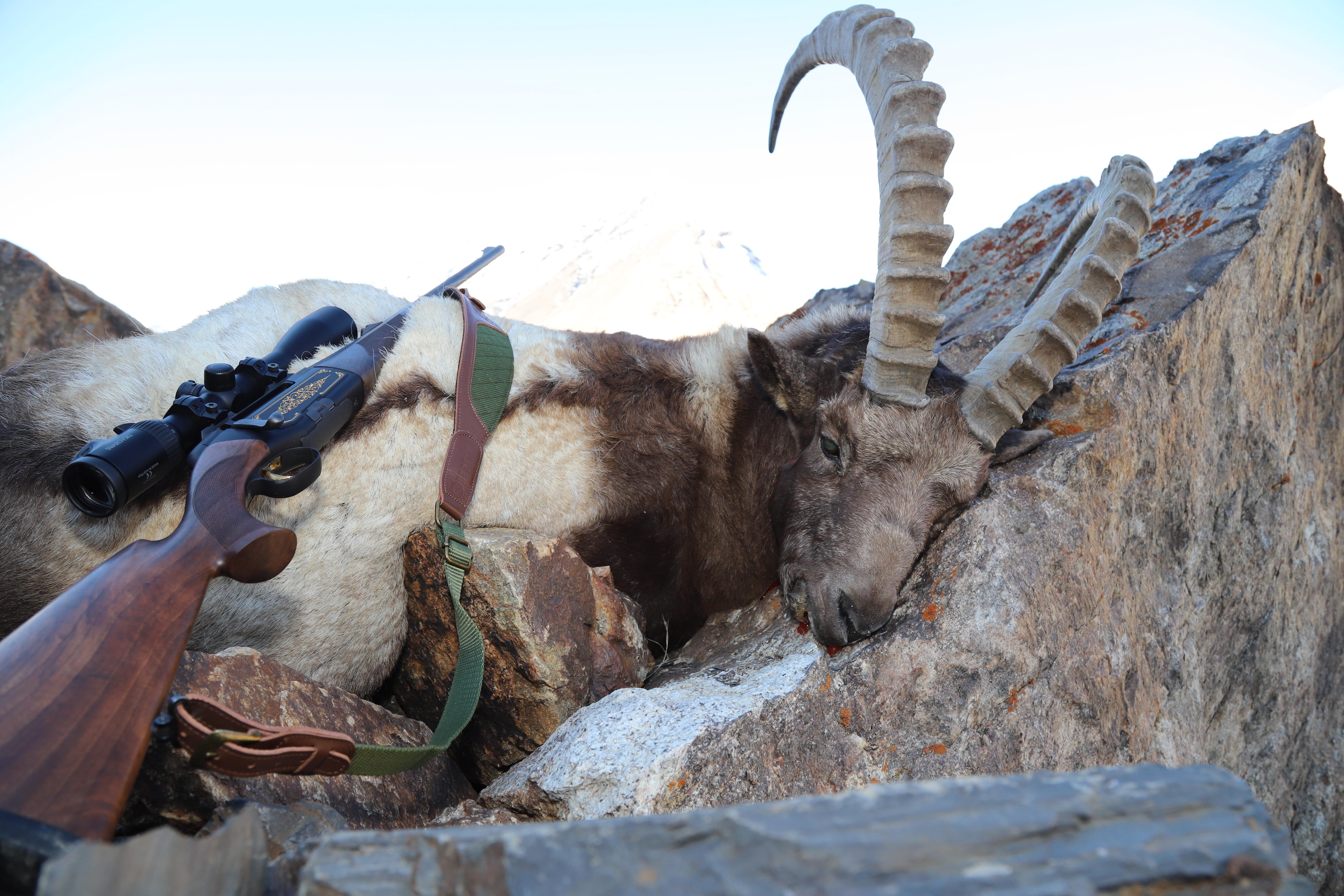 Amazing hunt for Himalayan Ibex in Pakistan . r/Hunting