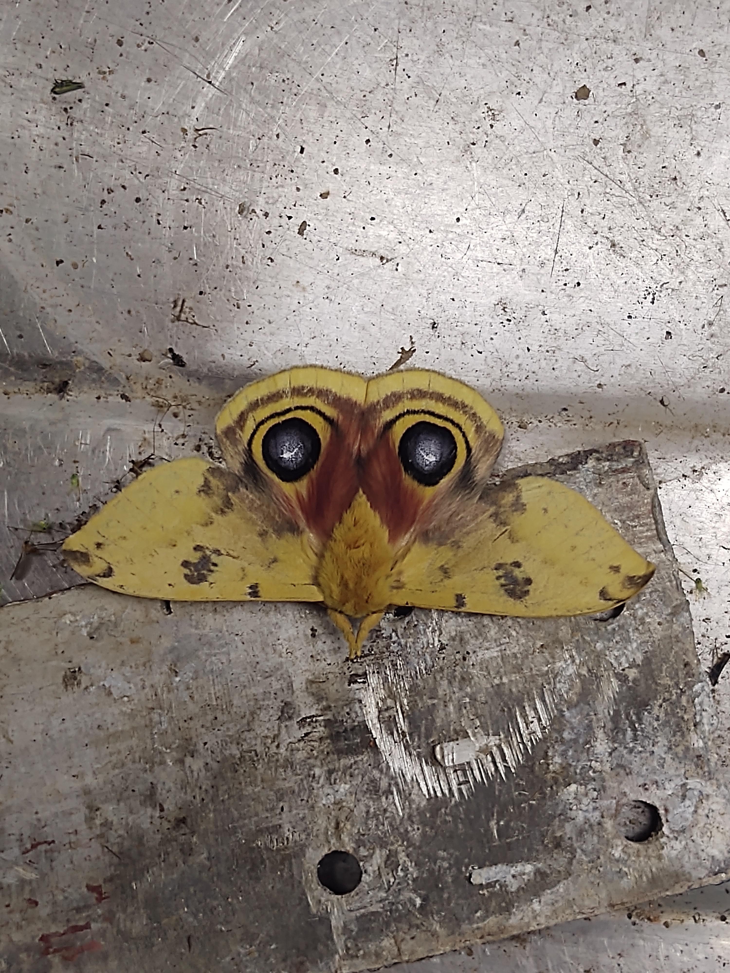 An Io Moth I found in my basement, in Pennsylvania, United States! Just
