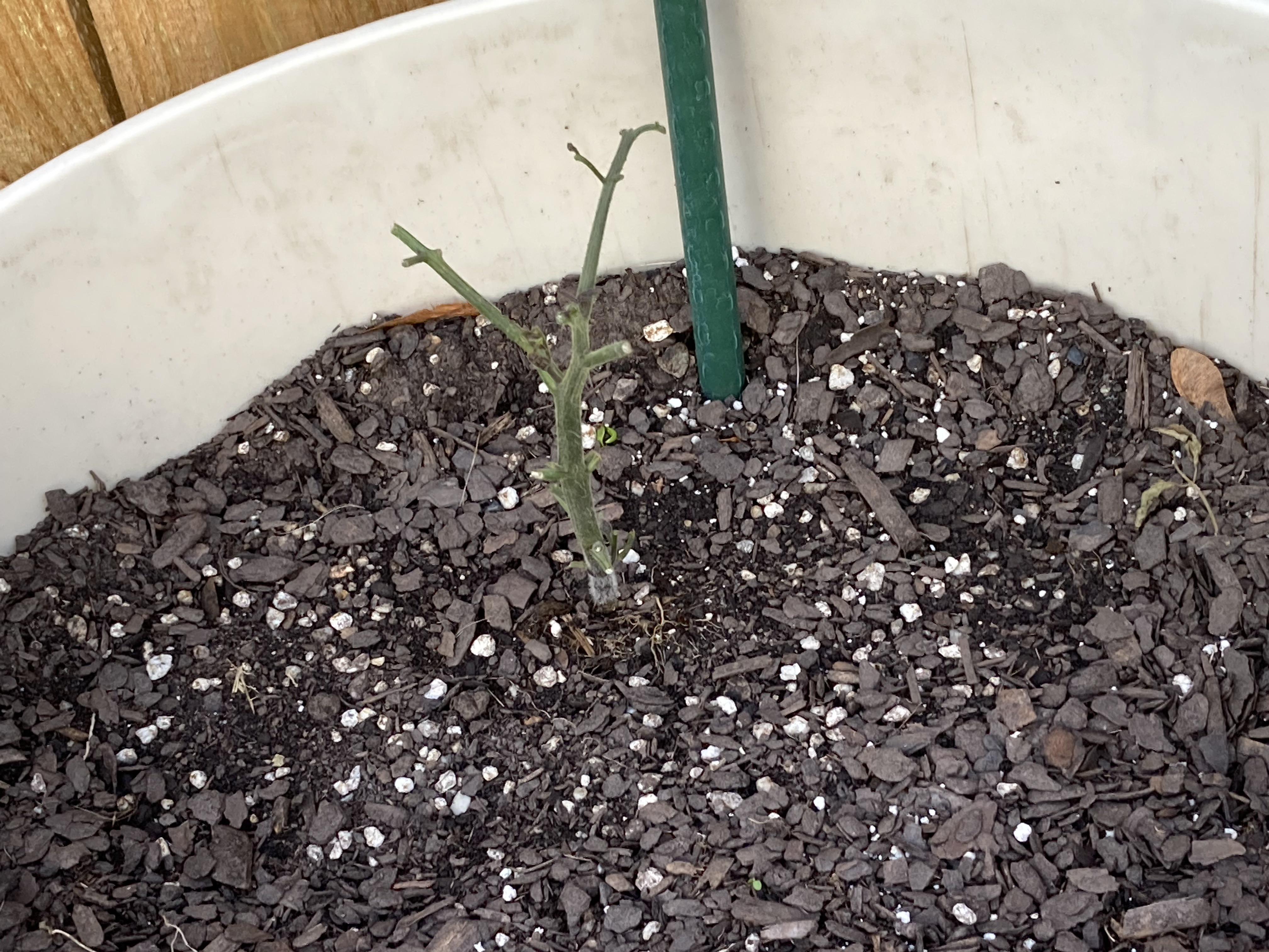 What ate my tomato plant? Overnight. Any ideas on what did it and how