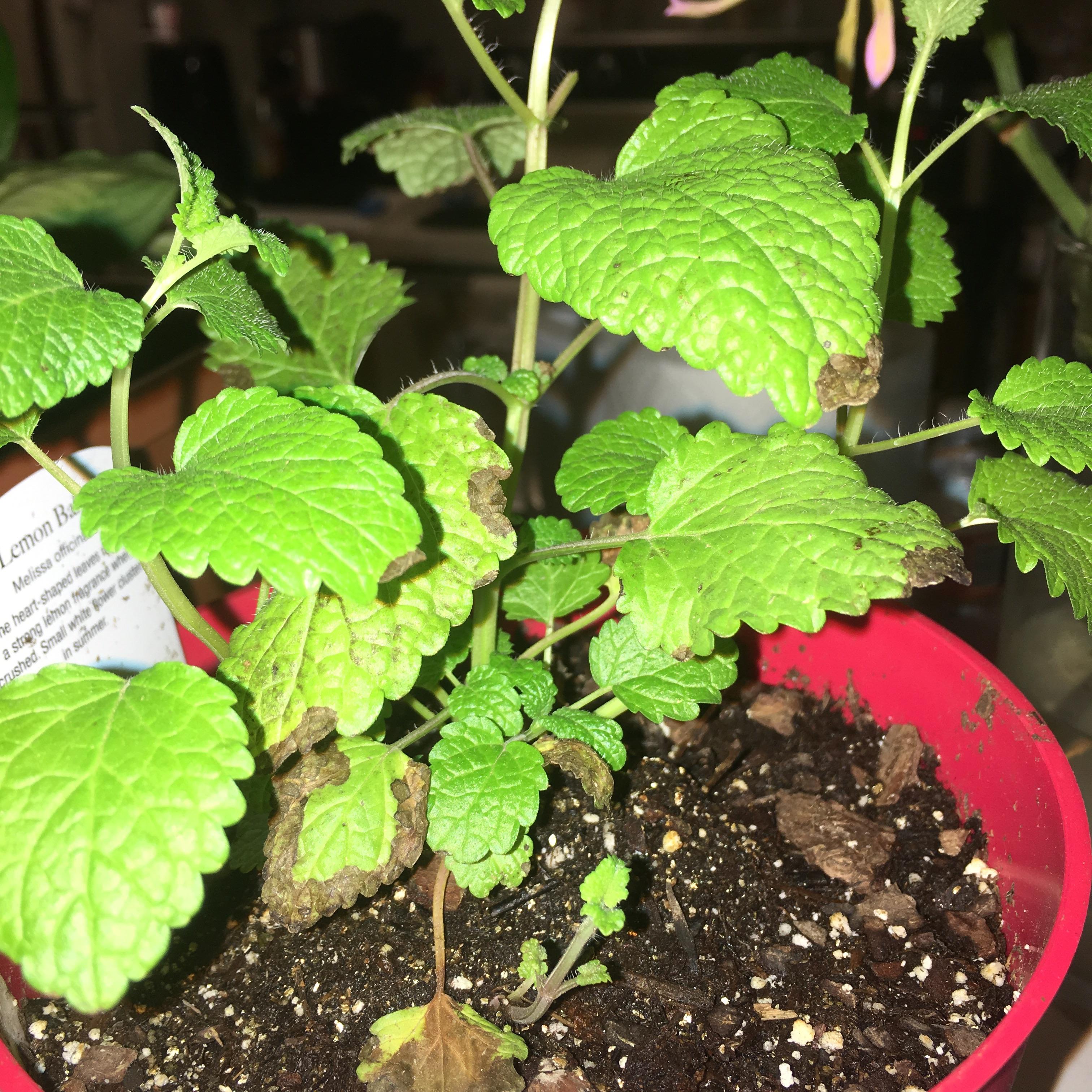 Anyone knows what happen to my lemon balm leaves? 🤔 r/gardening