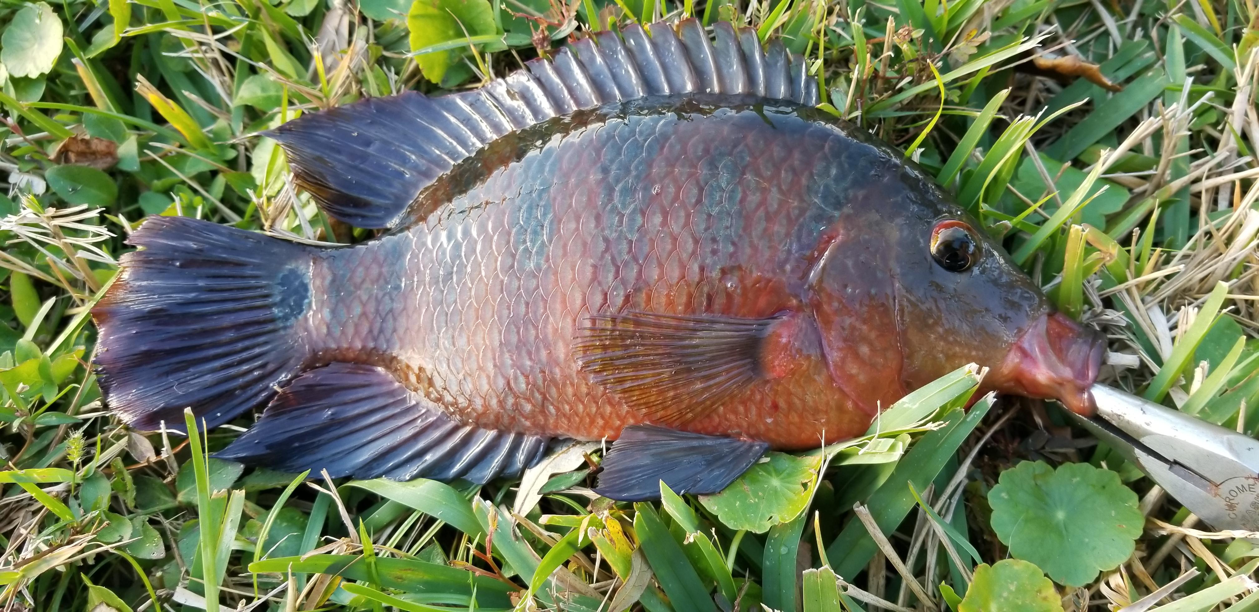 Mayan Cichlid Caught in Naples, FL! Beautiful Fish! r/Fishing