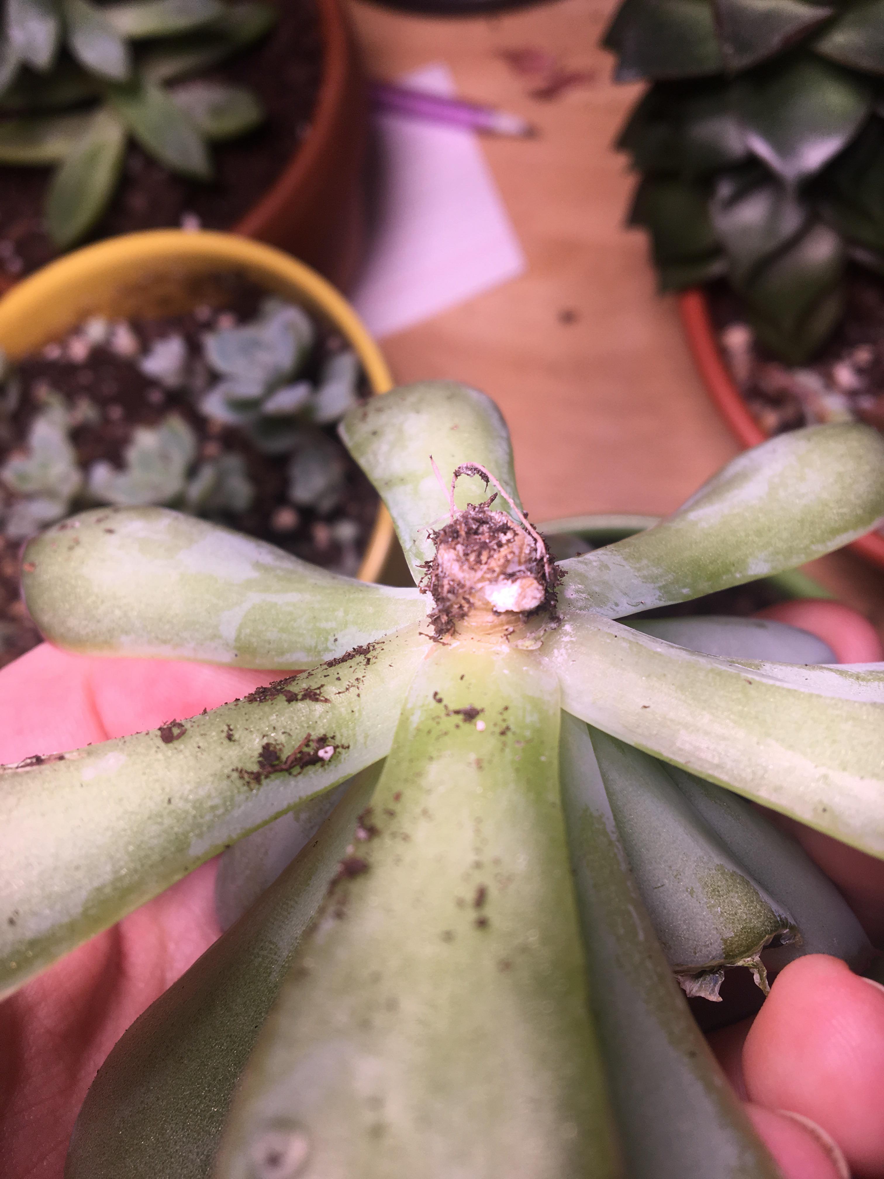 My succulent fell and the stem snapped in two. There were some roots growing by the break