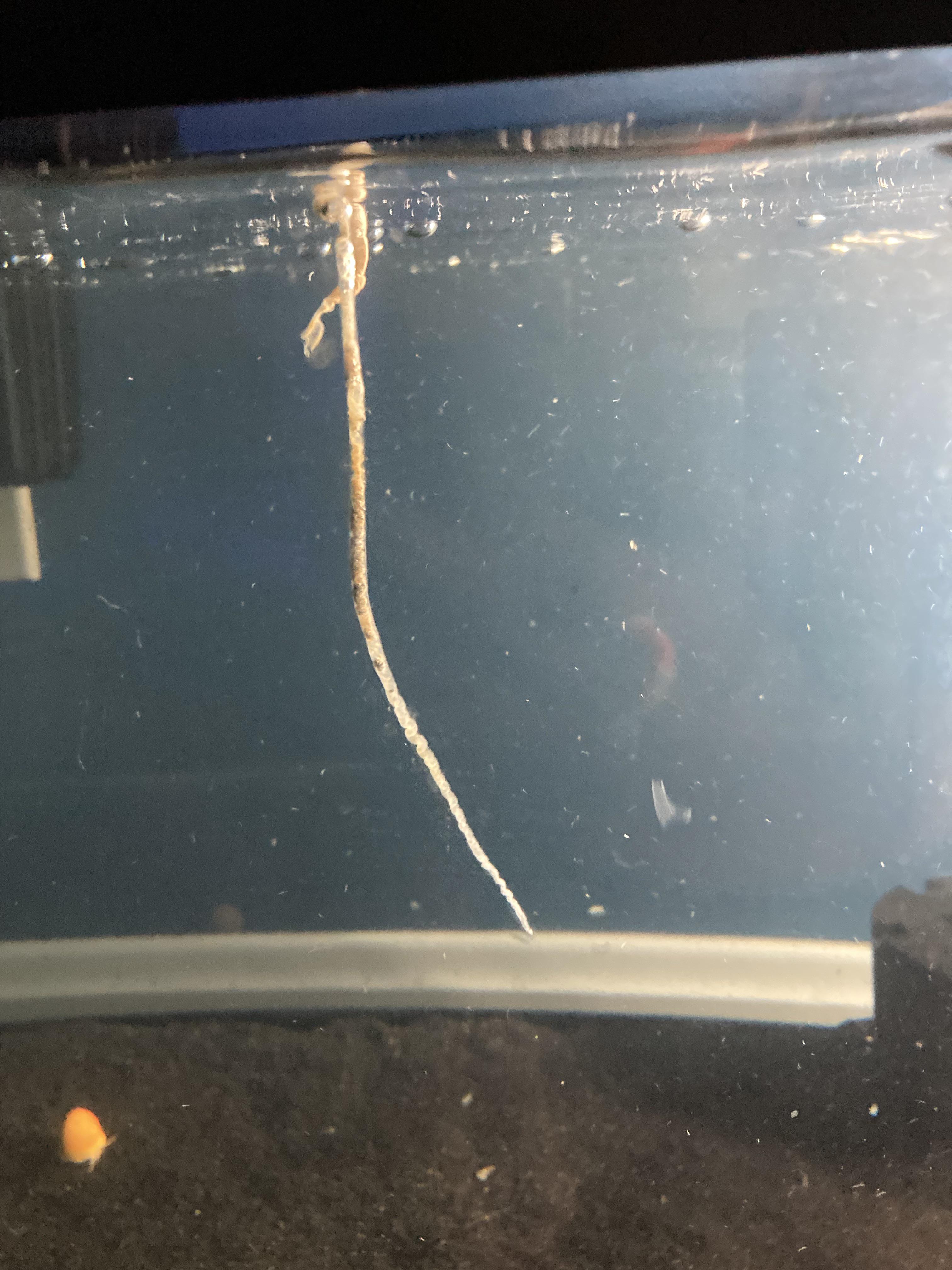 Biggest gold fish poop ever r/Goldfish