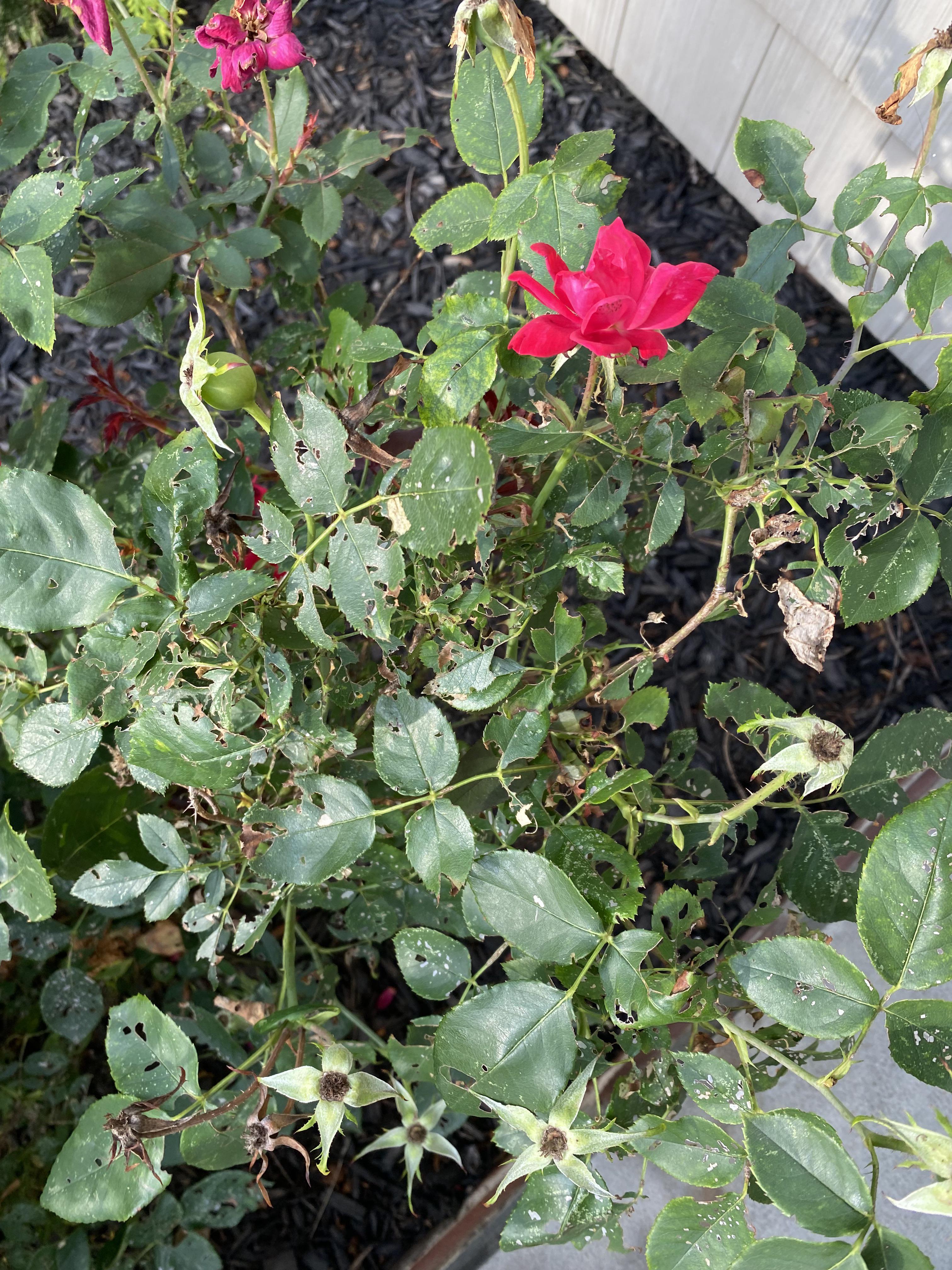 Please help! What’s eating the leaves on my rose bush? r/plantclinic
