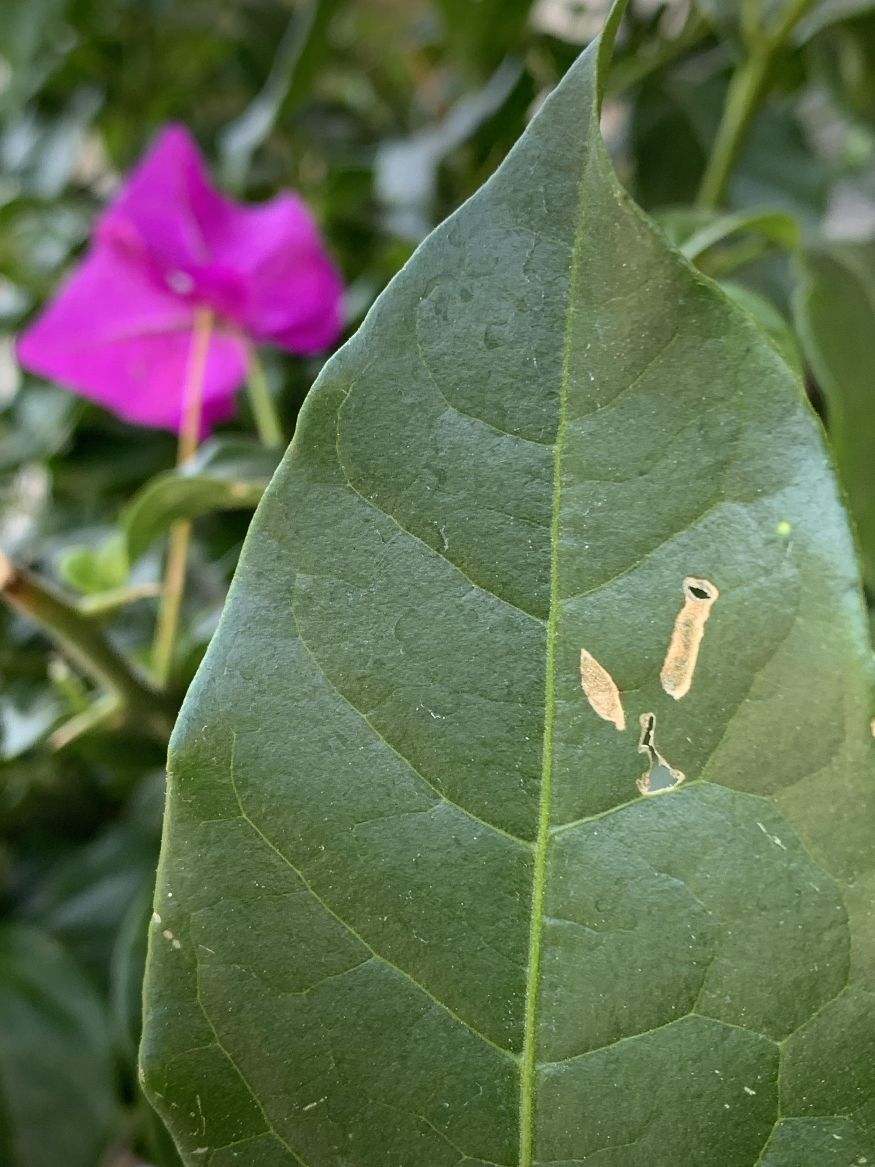 Pest eating Bougainvillea leaves, help! r/plantclinic