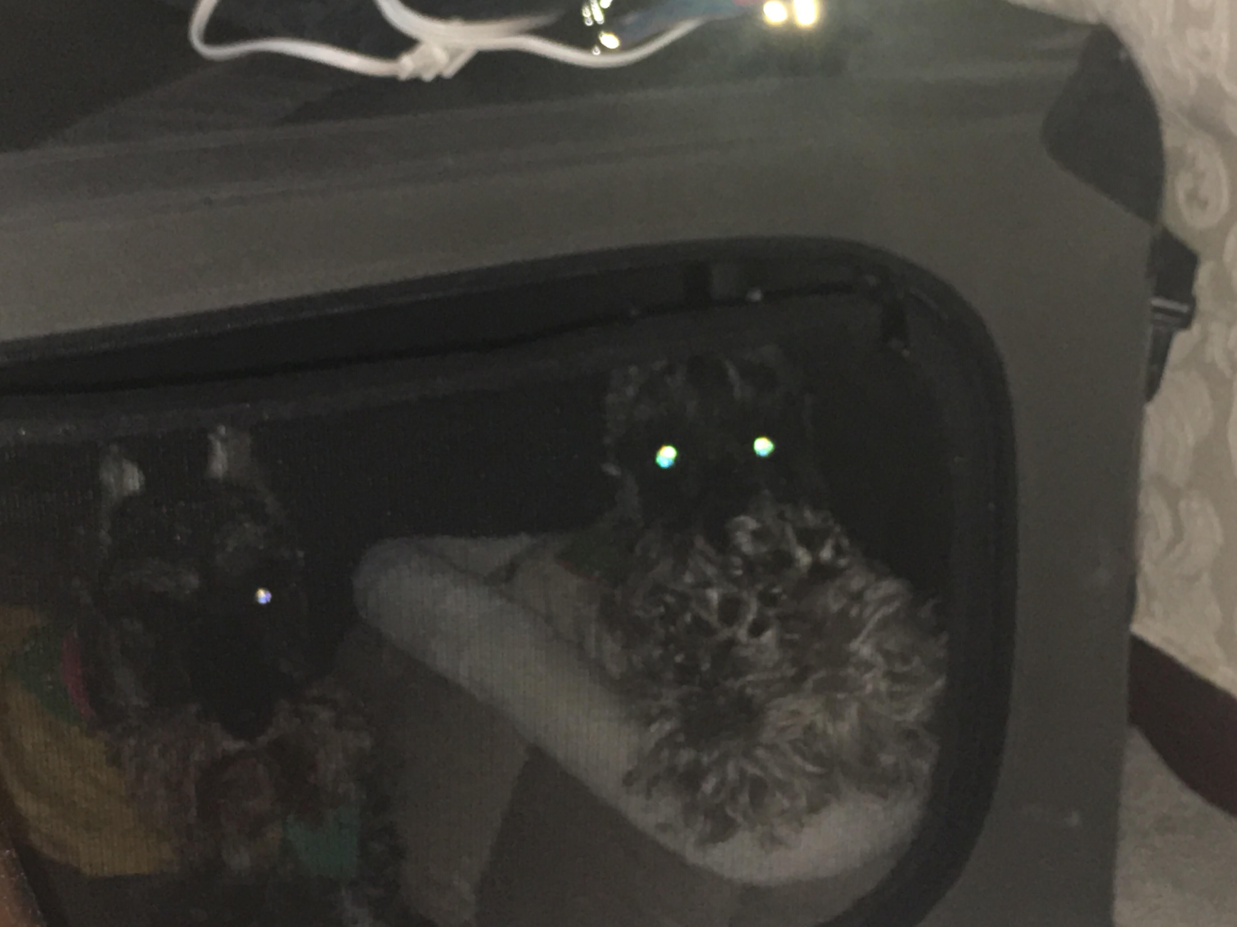 My dog had cataract surgery on her right eye and now it doesn’t do that