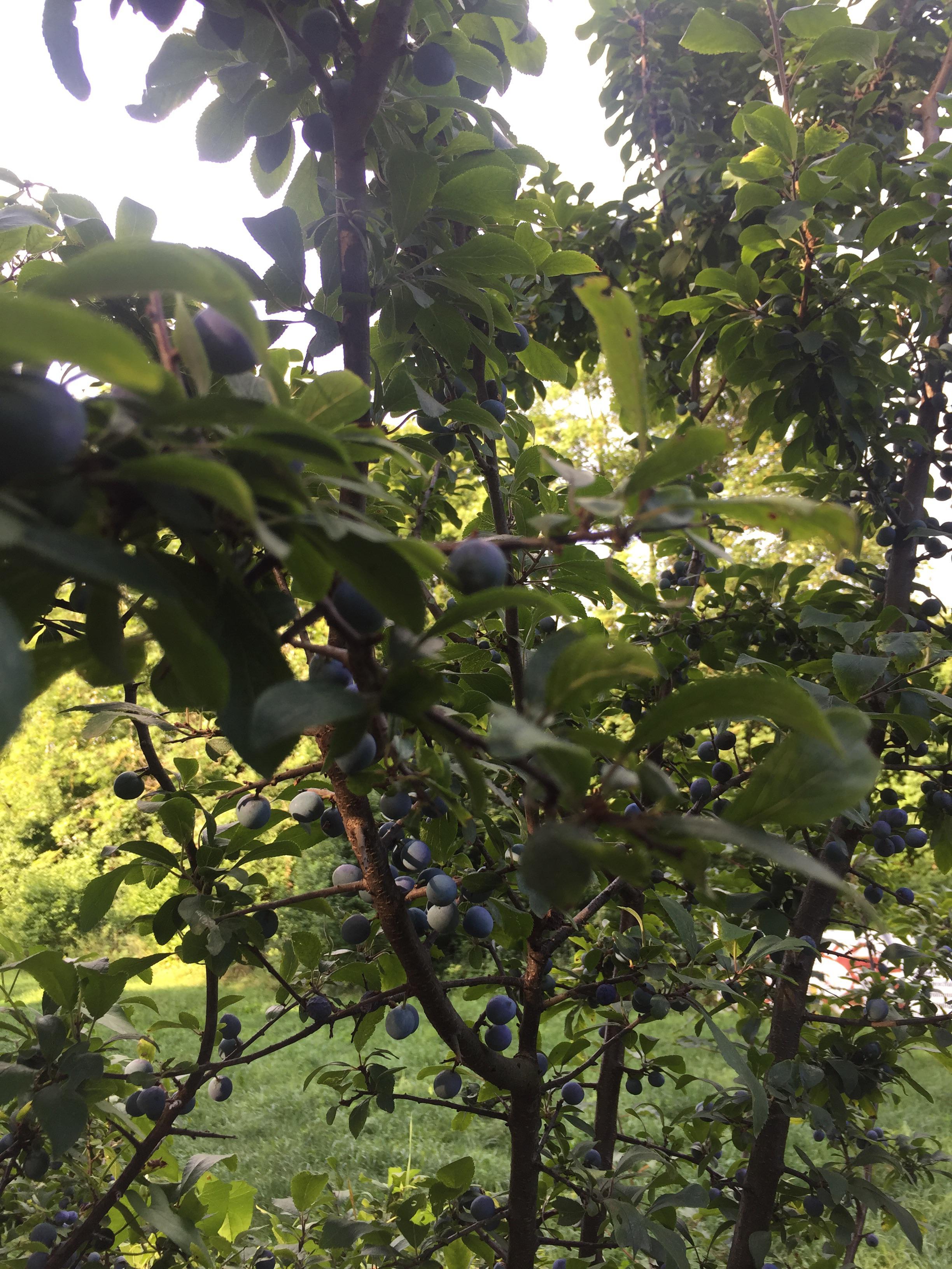 Just arrived in Germany, I’ve seen blueberry bushes but are there