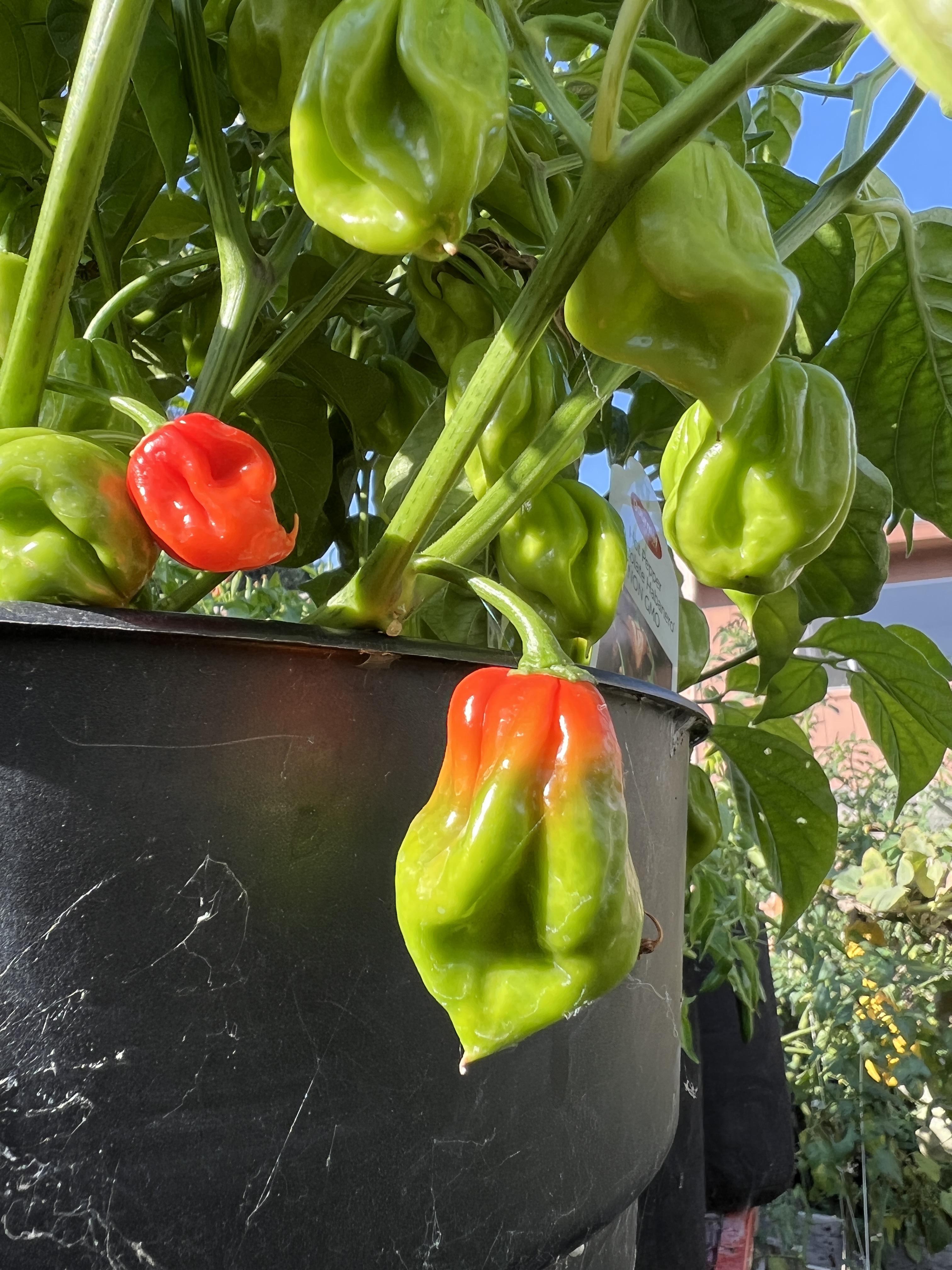 Chocolate Habaneros ripening up. Zone 10a/9B San Luis Obispo