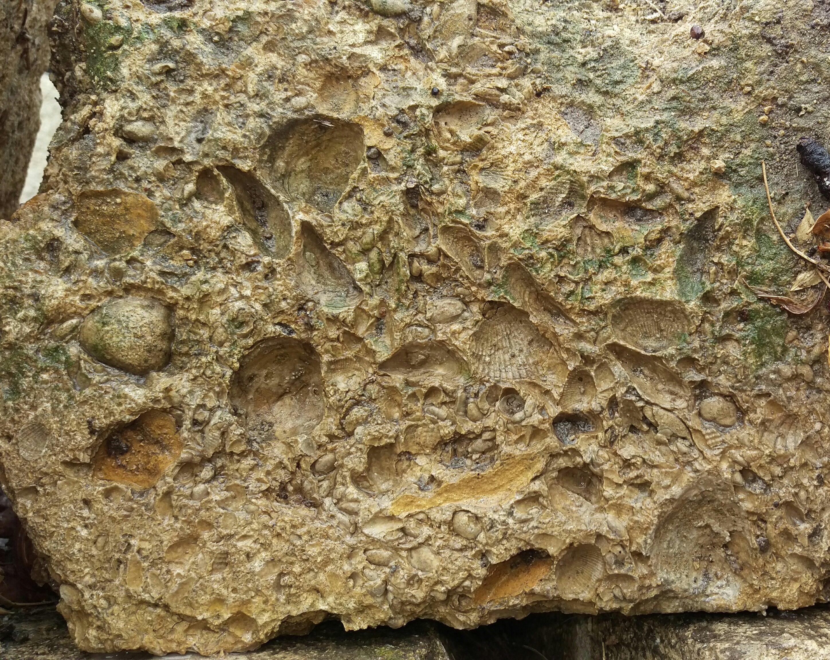 To found this beautiful and rear sample of fossils at my hometown today