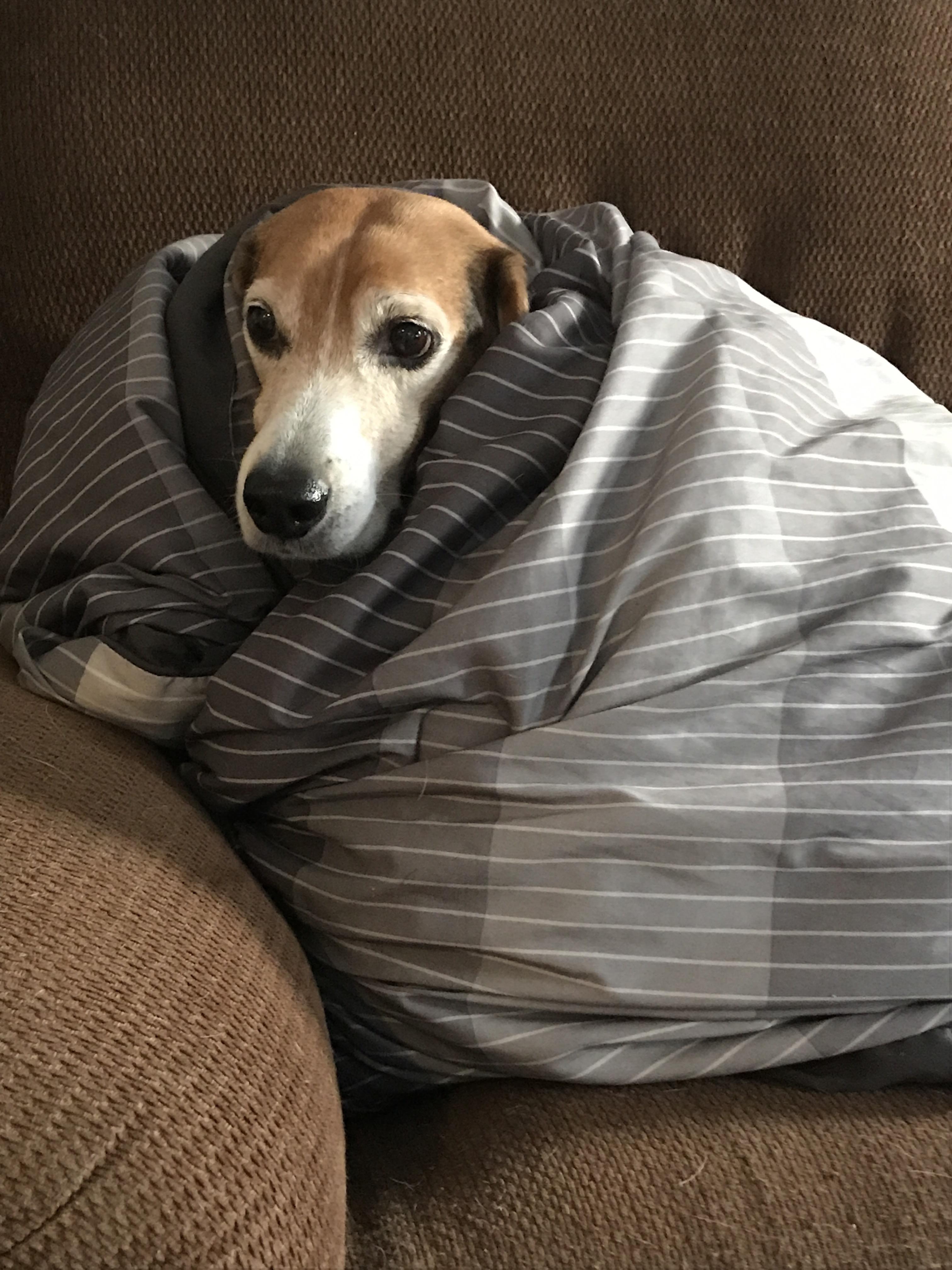 Beagle in a blanket! r/beagle