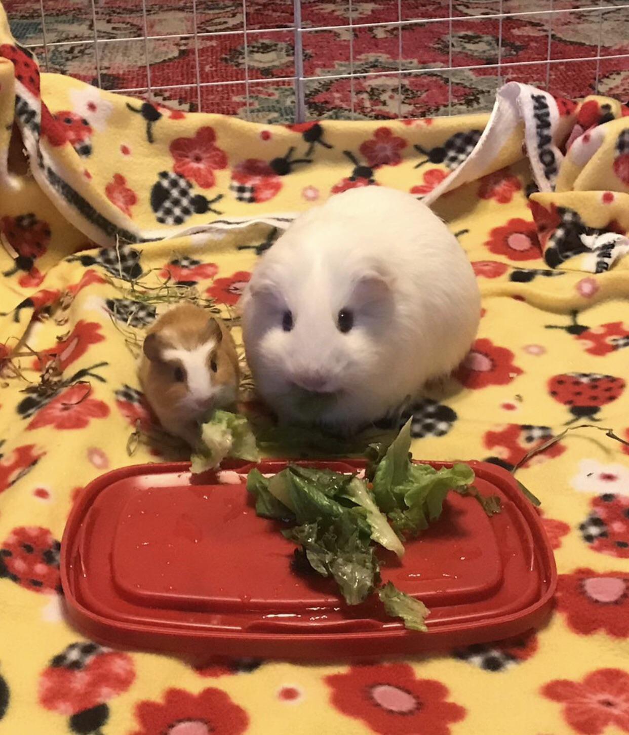 Mini Pig and Guinea Big r/guineapigs