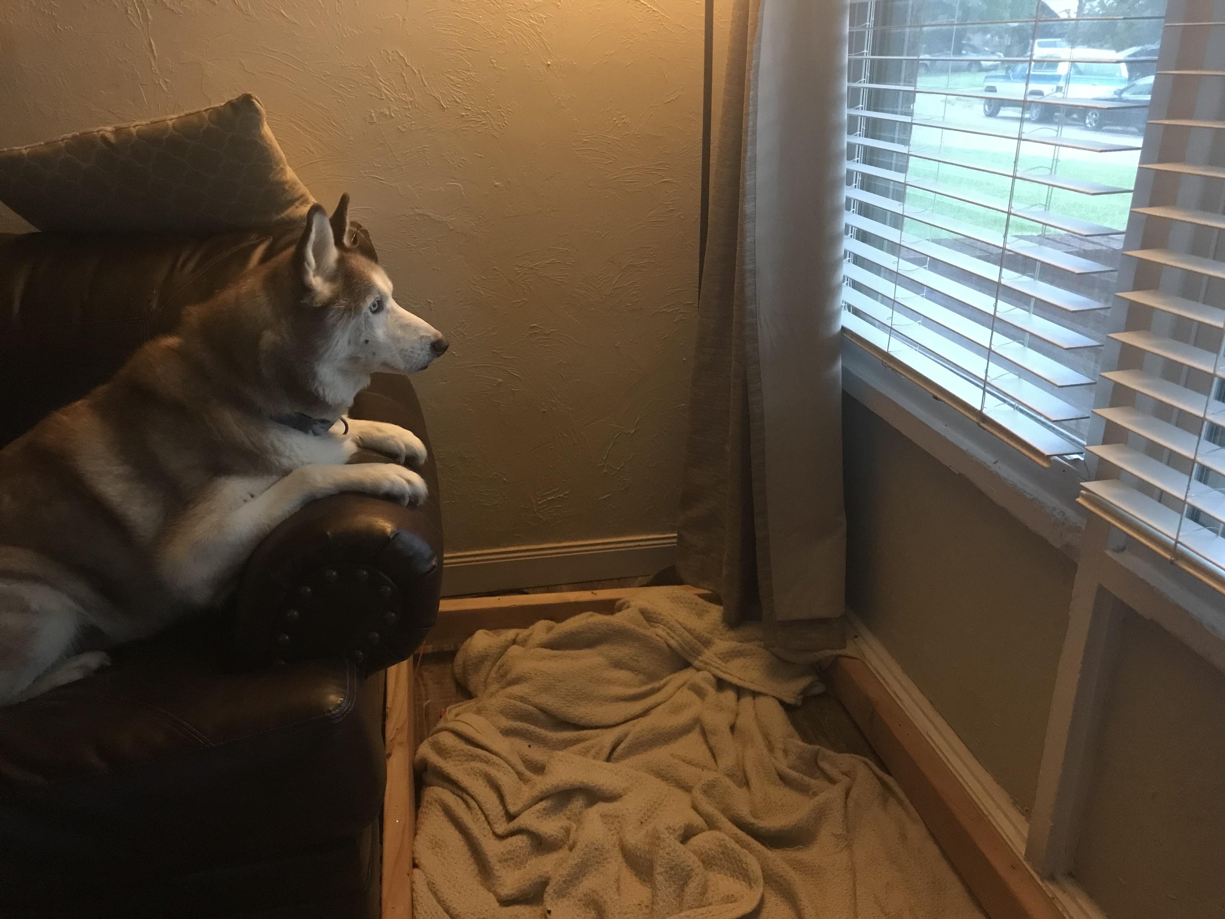 Guard dog on duty. r/husky