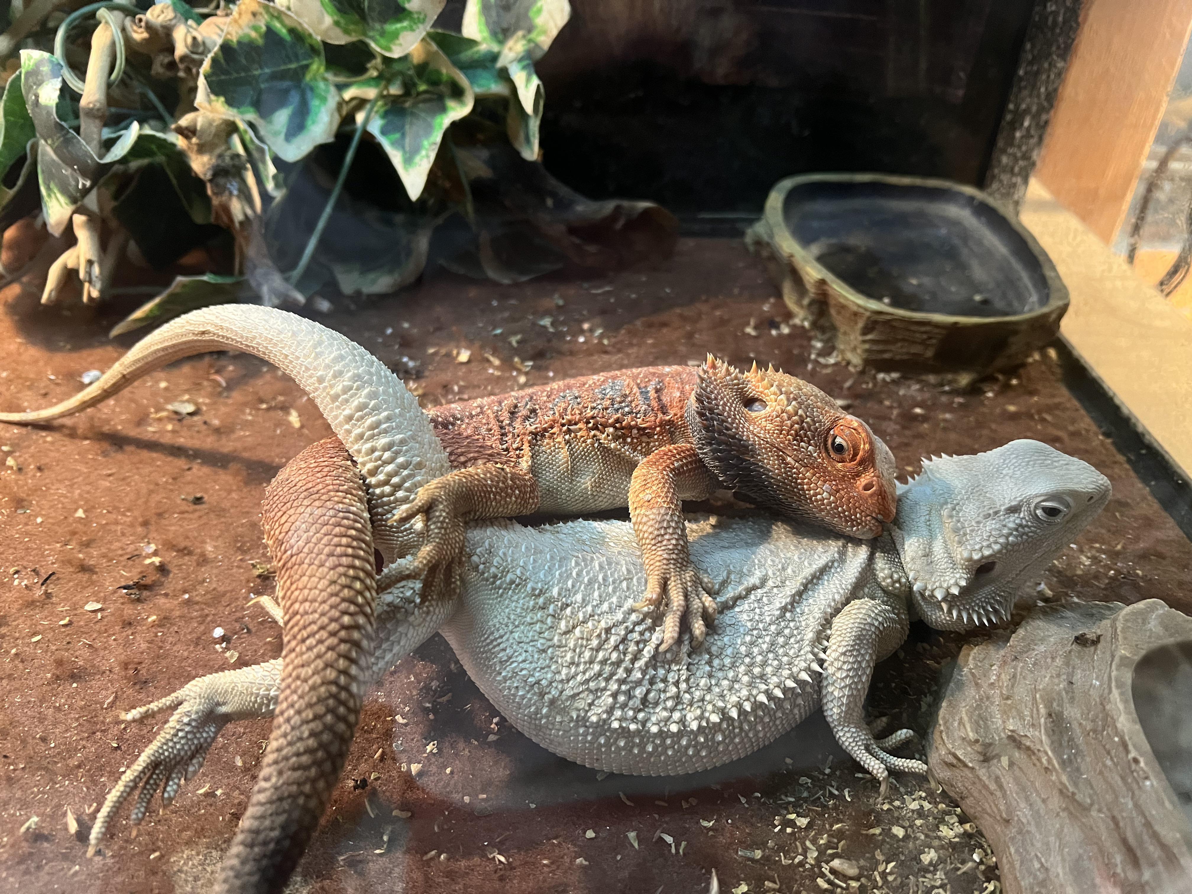 Beardie love in the air! 🤣 Double hets on the way 👍🏻 r/BeardedDragons