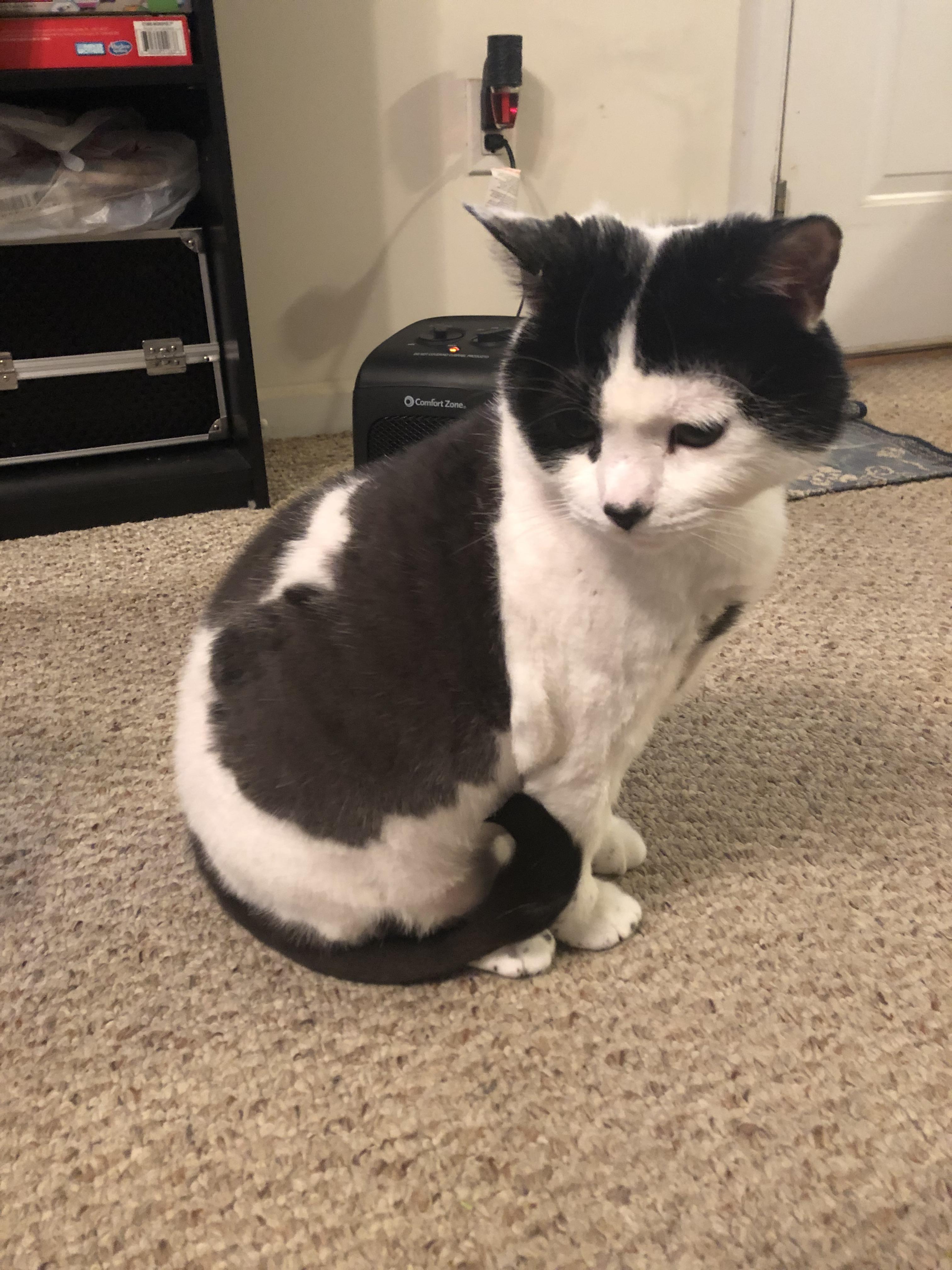 Milo’s weight loss progress! r/cats