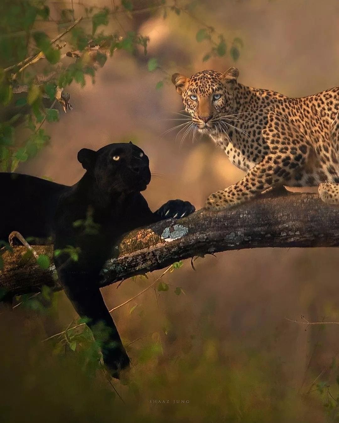 🔥 The Black Panther and Leopard couple r/NatureIsFuckingLit